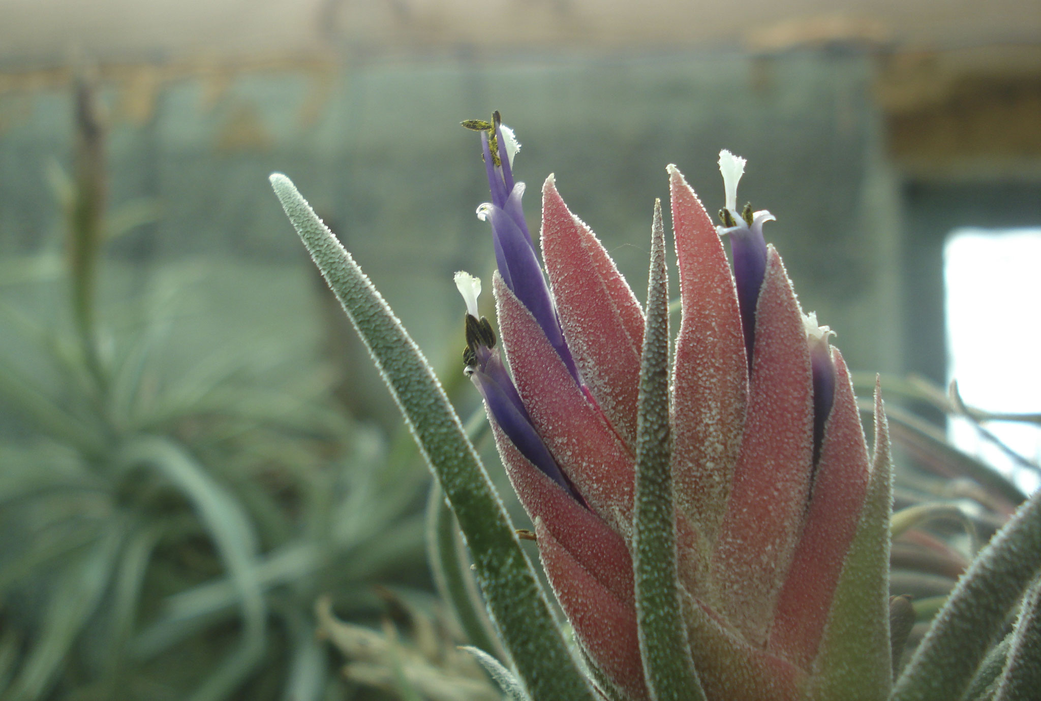 Tillandsia pruinosa