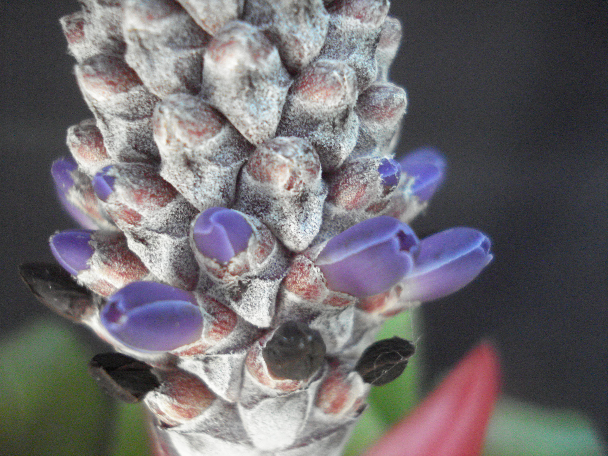 Aechmea triangularis