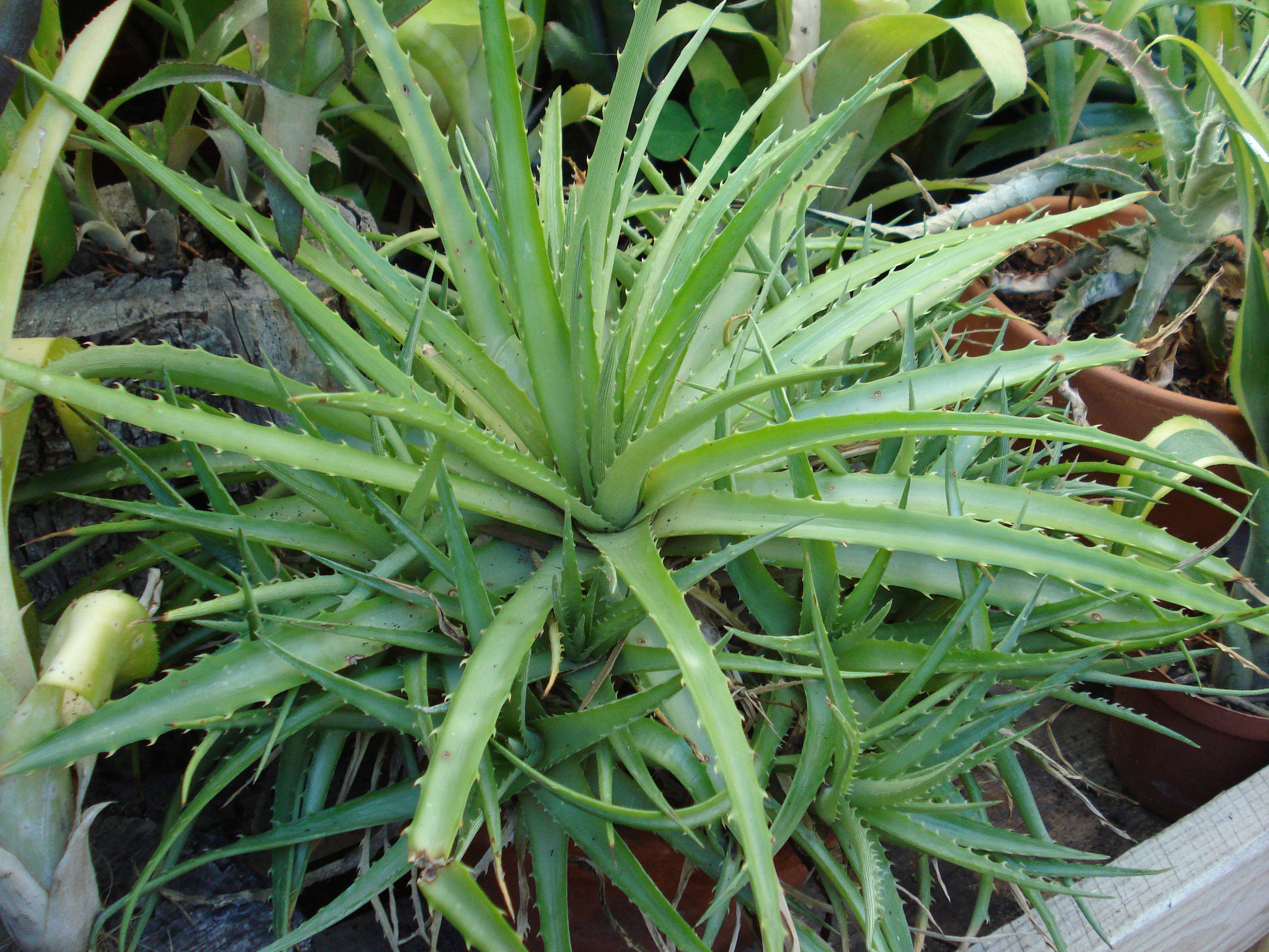 Dyckia brevifolia