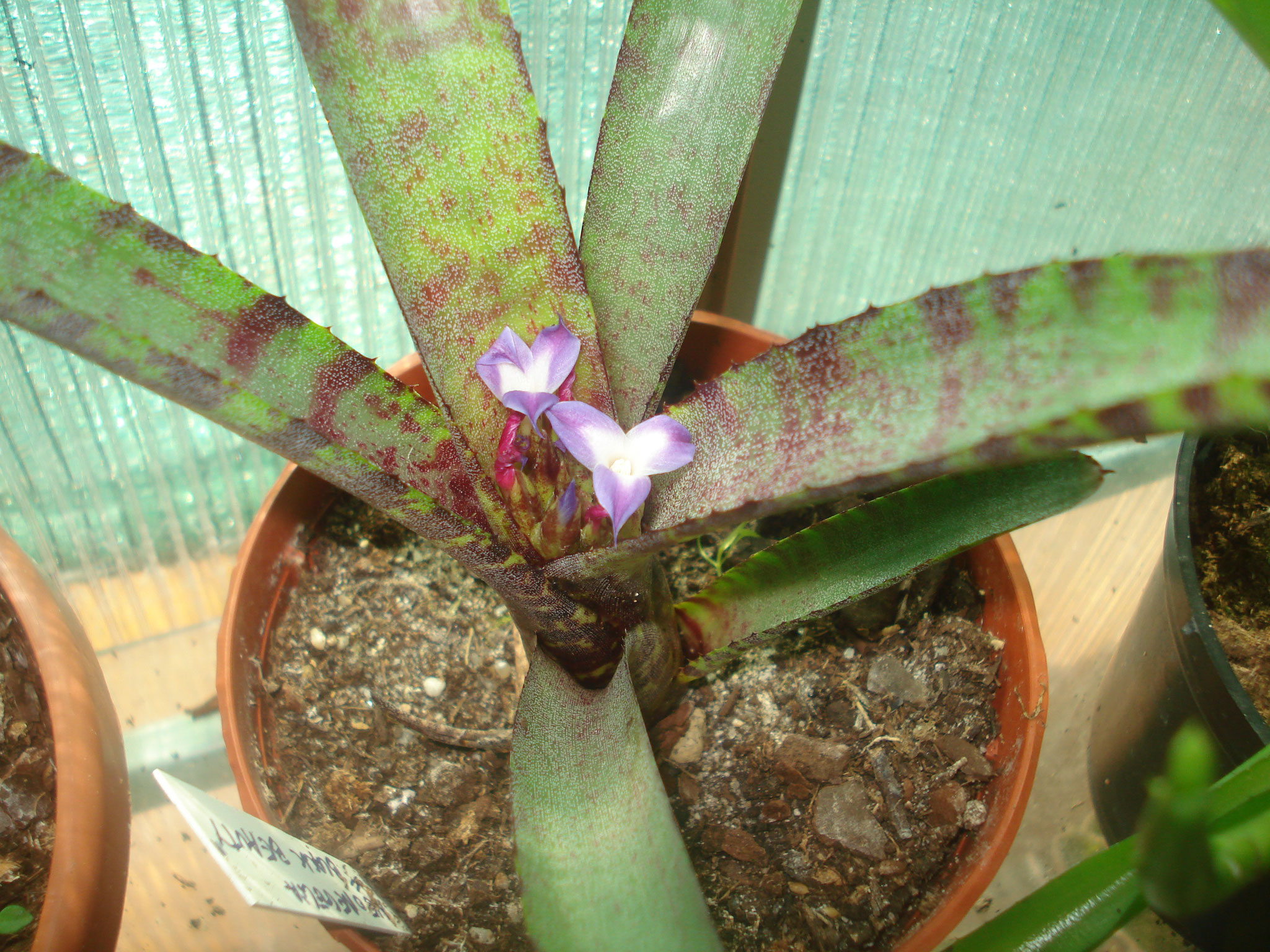 Neoregelia black beauty