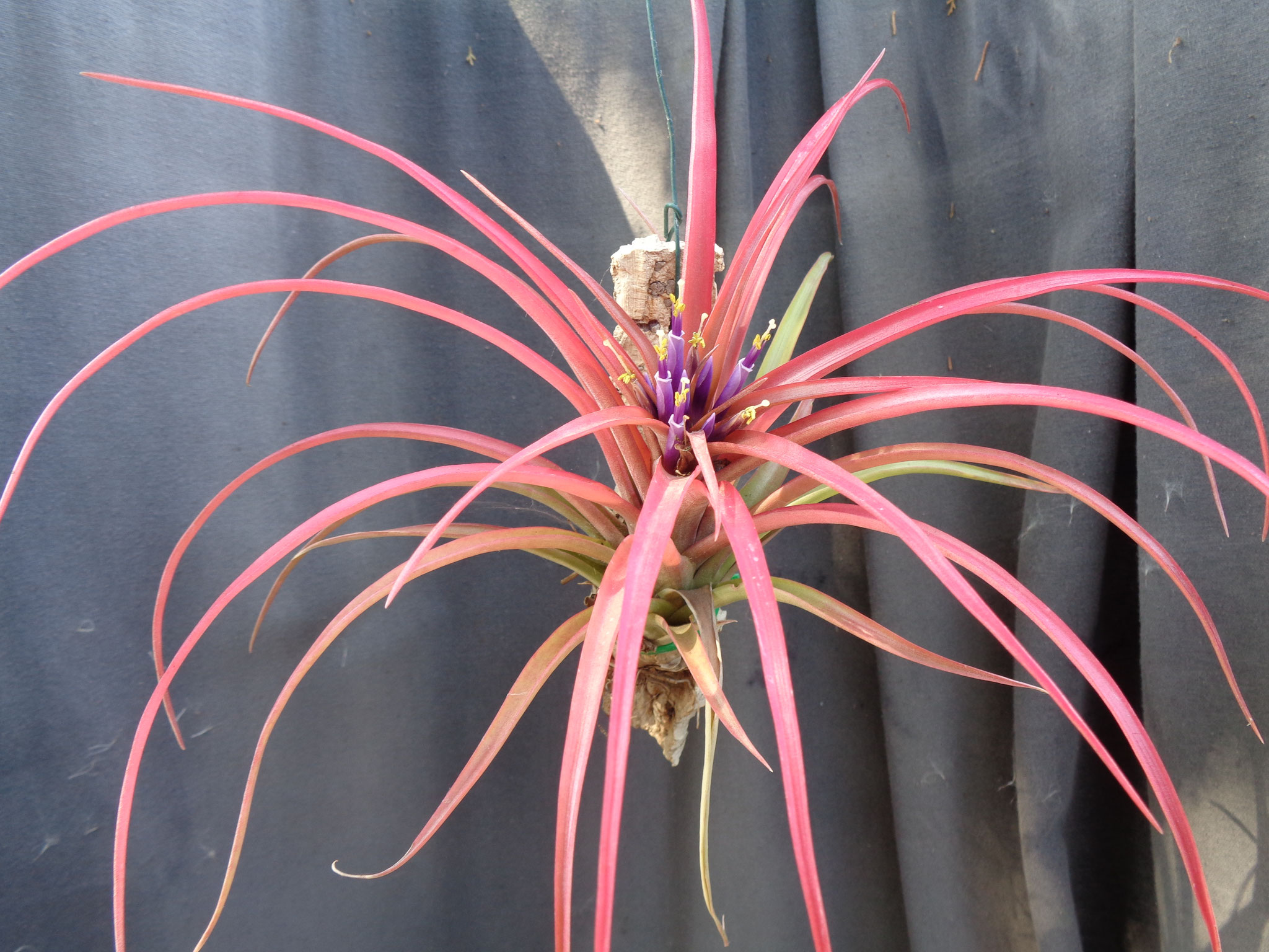 Tillandsia brachycaulos 