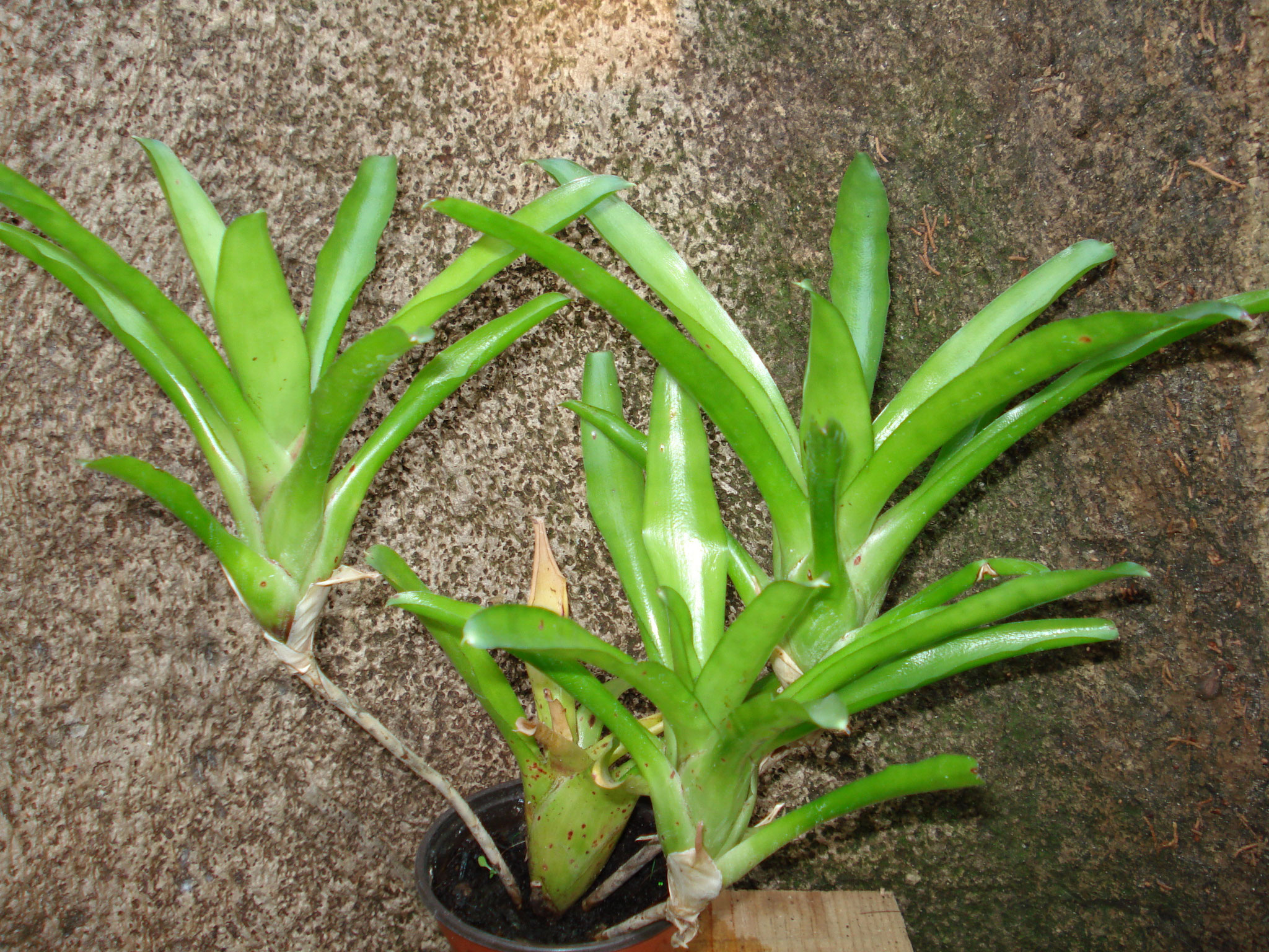 Neoregelia ajax