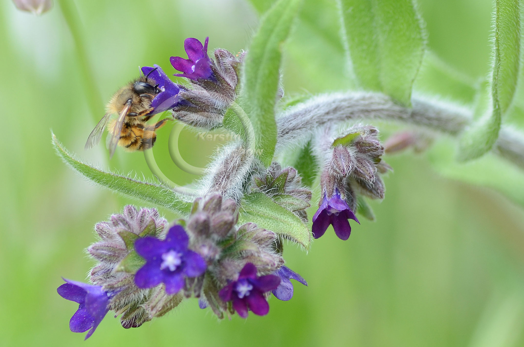 Die gewöhnliche Ochsenzunge (Anchusa officinalis) ist ein Wildbienenmagnet. Hier mit Furchenbiene.