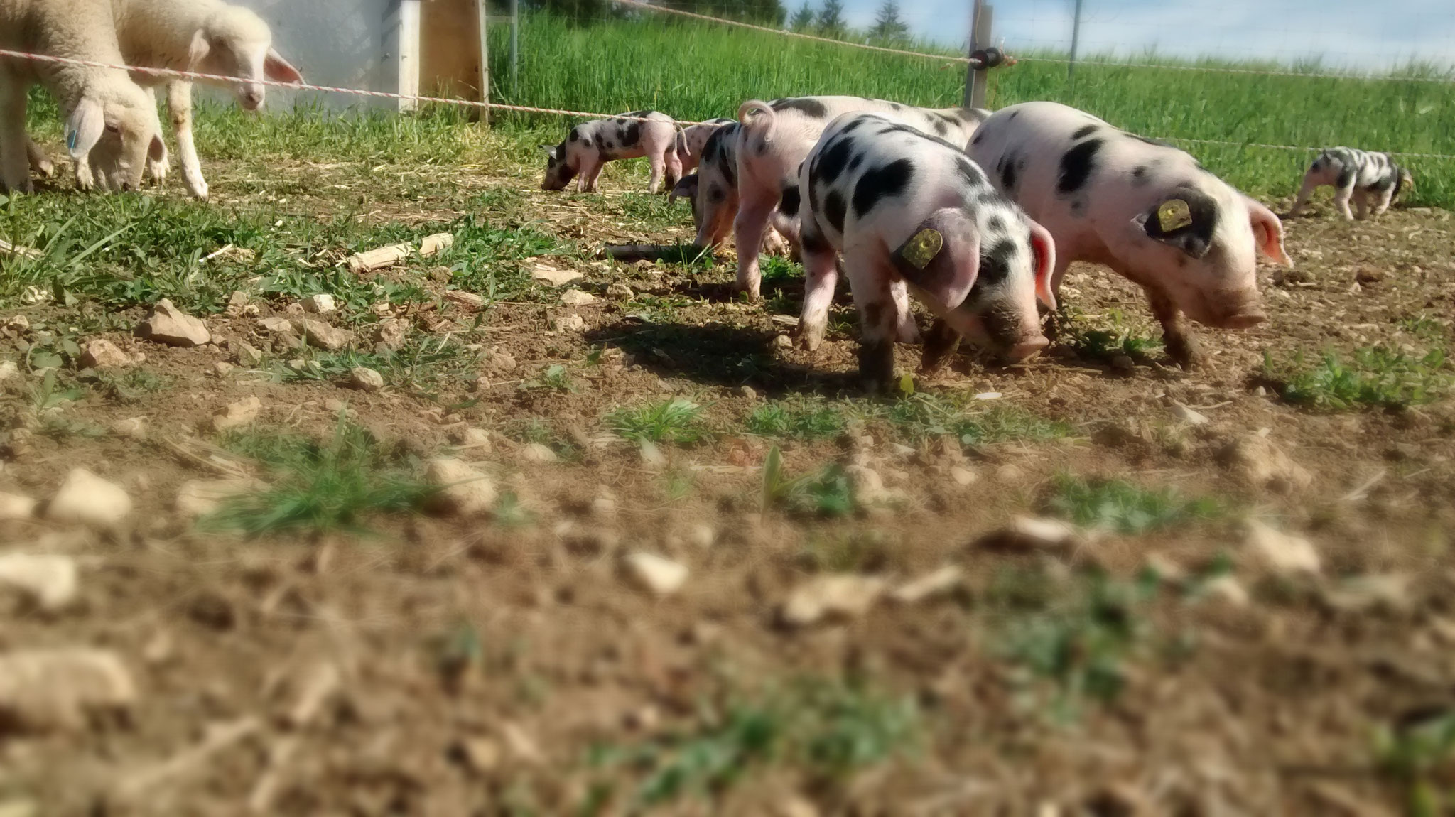 Auf Augenhöhe mit einem Schweinchen.