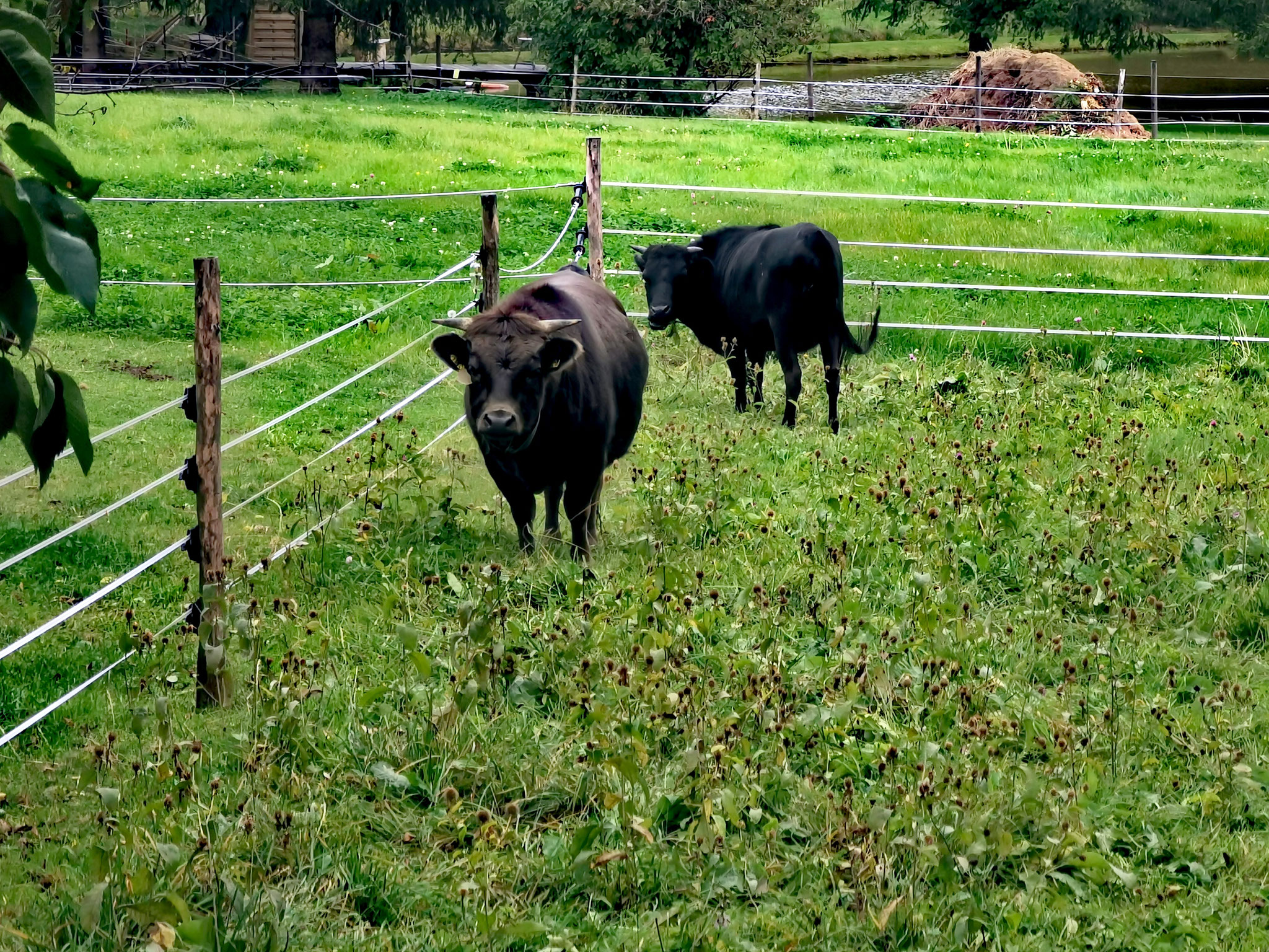Vereinsleben - Dahomey Zuchtverband Deutschland