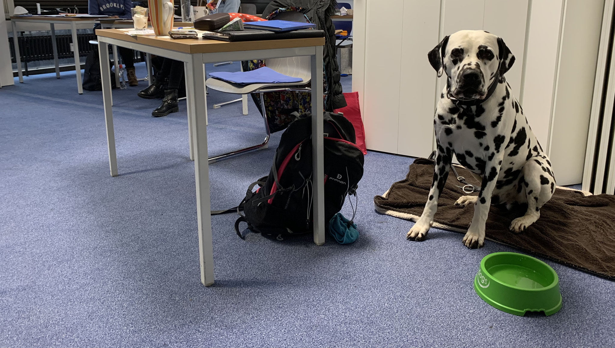 Rocko durfte mich oft begleiten. An den Wochenenden war statt Ausstellung, Schule angesagt.