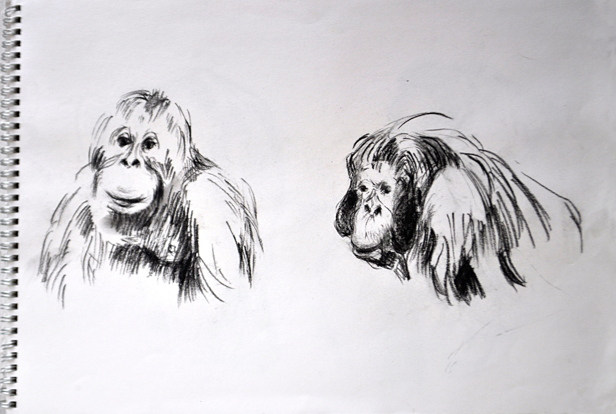 2 Orangutan. Tiergarten Schönbrunn. Kohlezeichnung auf Papier, 2011. Format: 42 x 29,7 cm