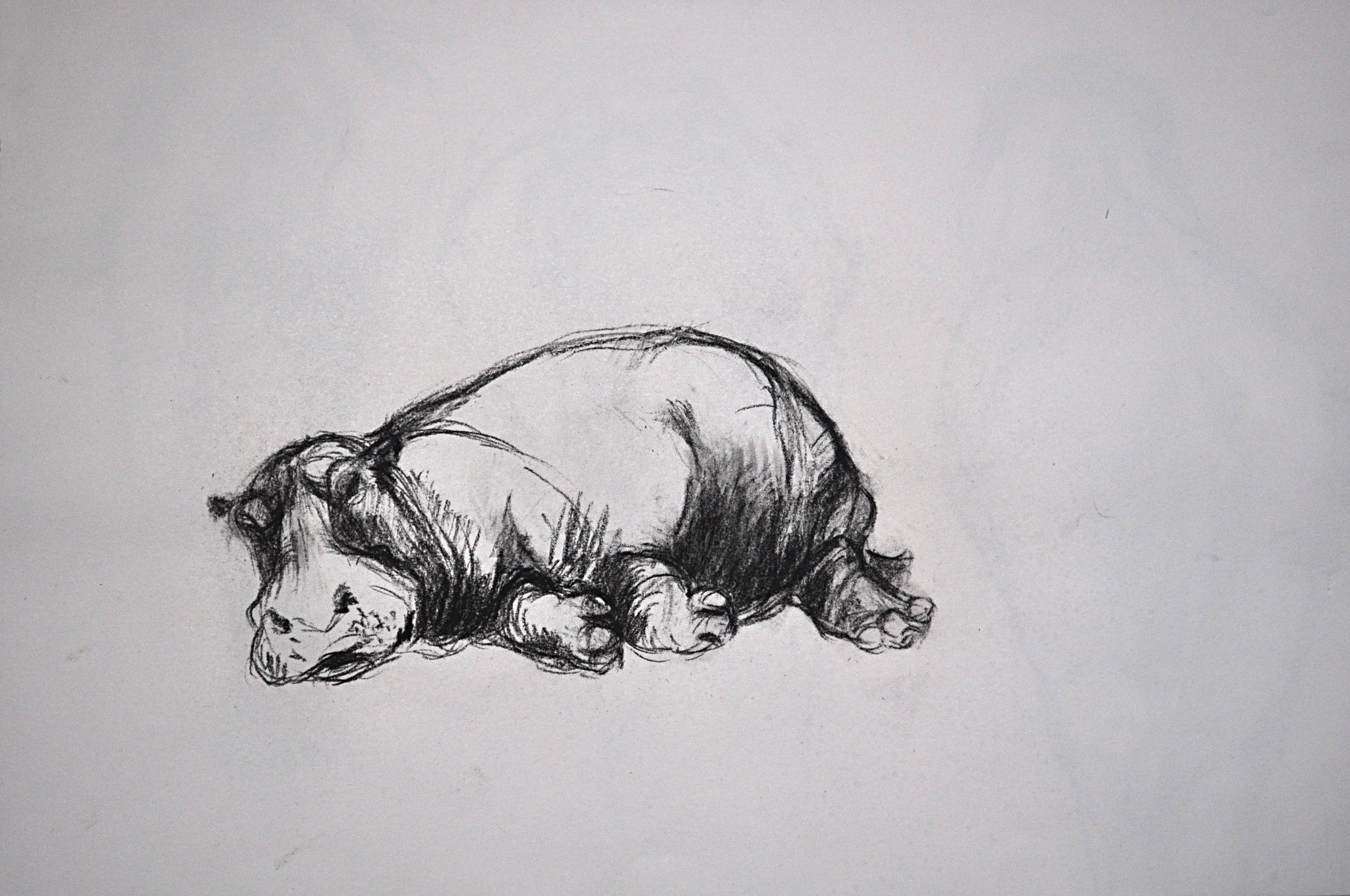 Nilpferd. Tiergarten Schönbrunn. Skizze. Kohlezeichnung auf Papier, 2012. Format: 42 x 29,7 cm