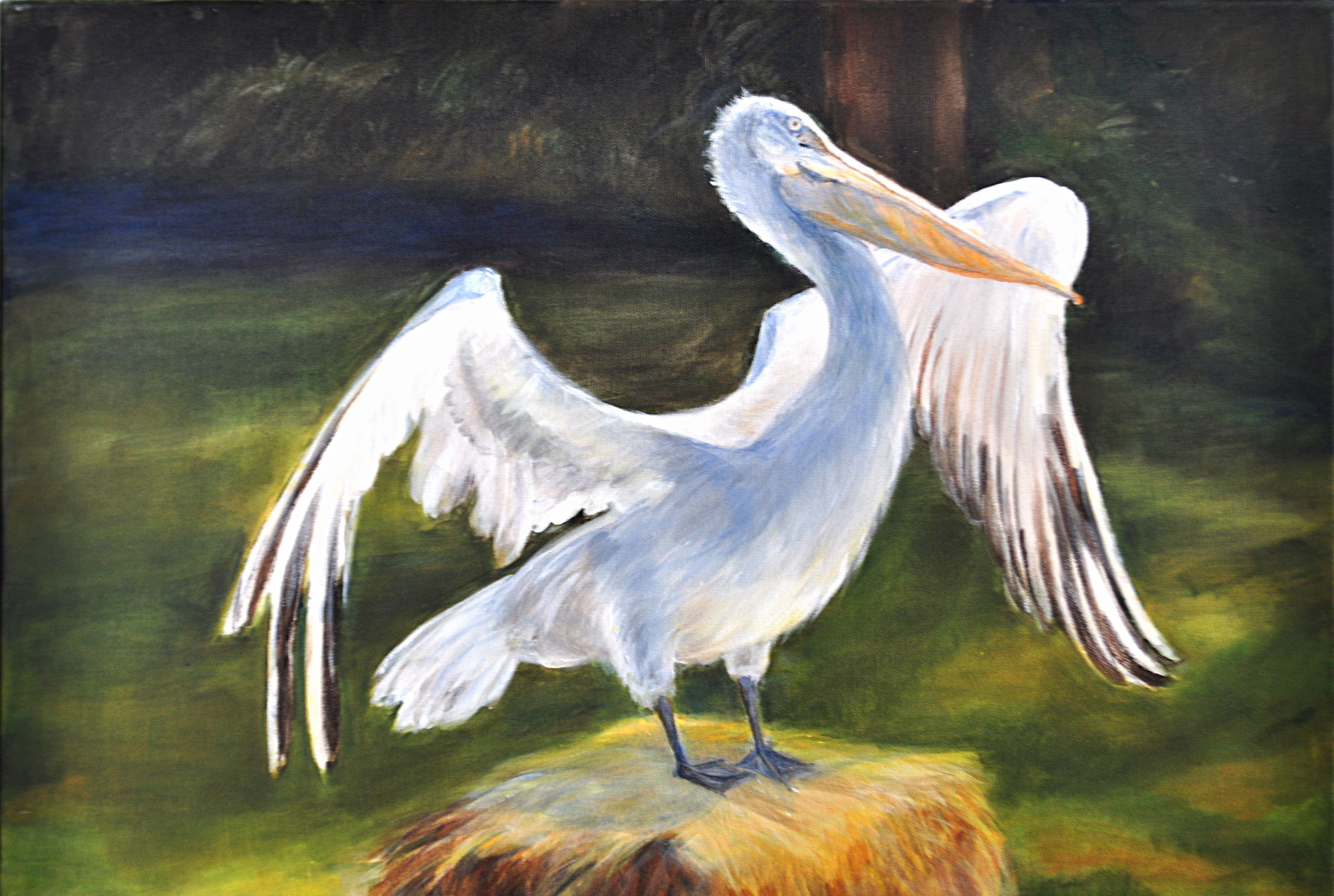 Krauskopfpelikan. Tiergarten Schönbrunn. Acryl auf Leinen, 2013. Format: 70 x 50 cm