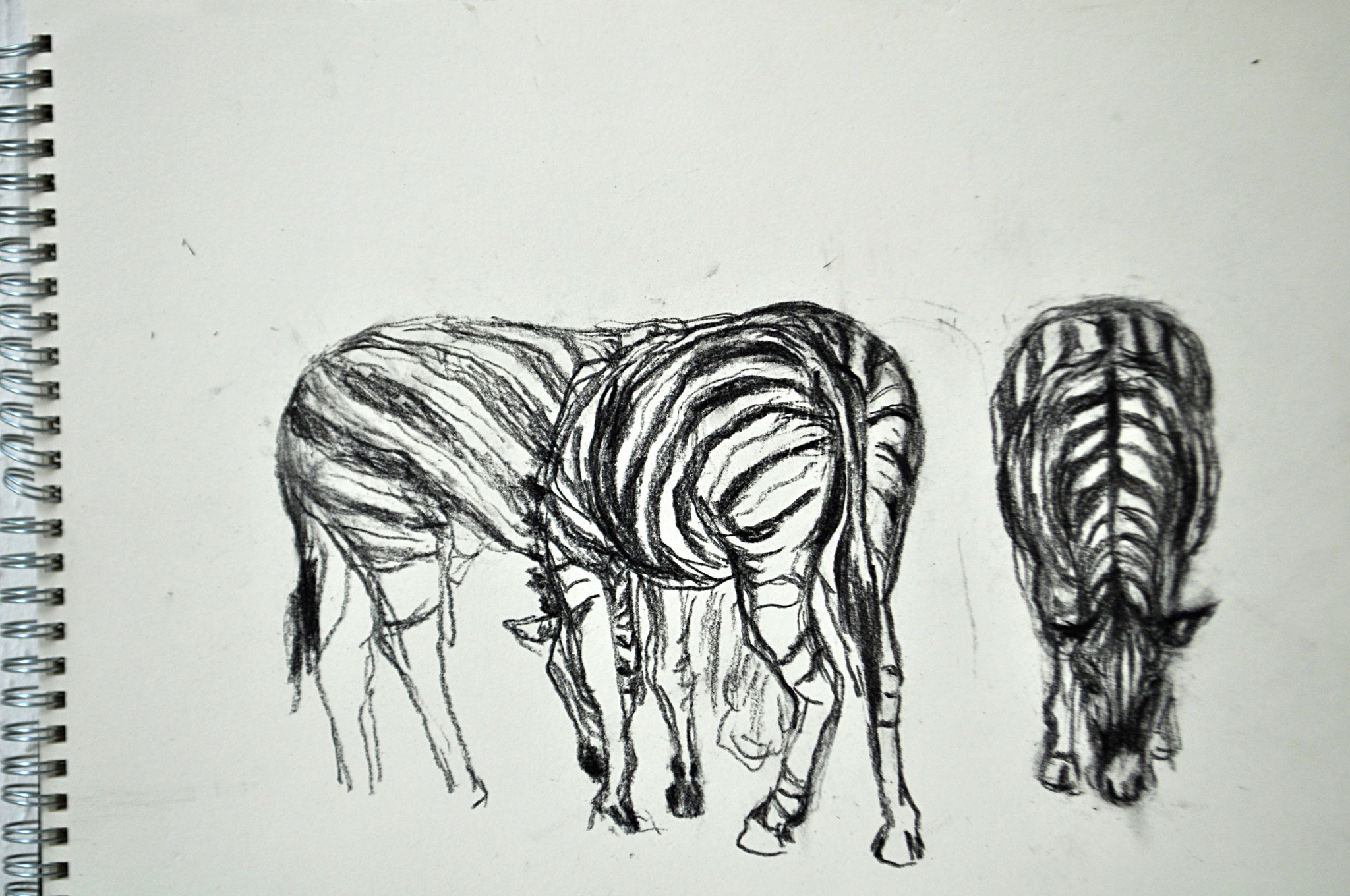 Zebras. Tiergarten Schönbrunn. Skizze. Kohlezeichnung auf Papier, 2011. Format: 32 x 24 cm