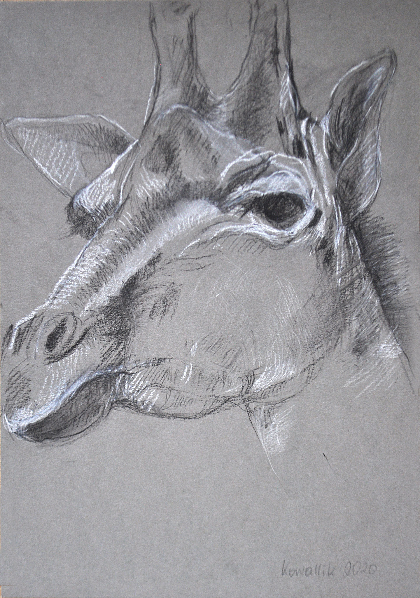Giraffenkopf. Kohle mit Weißhöhung auf getöntem Papier, 2020. Format: 21 x 29,7 cm