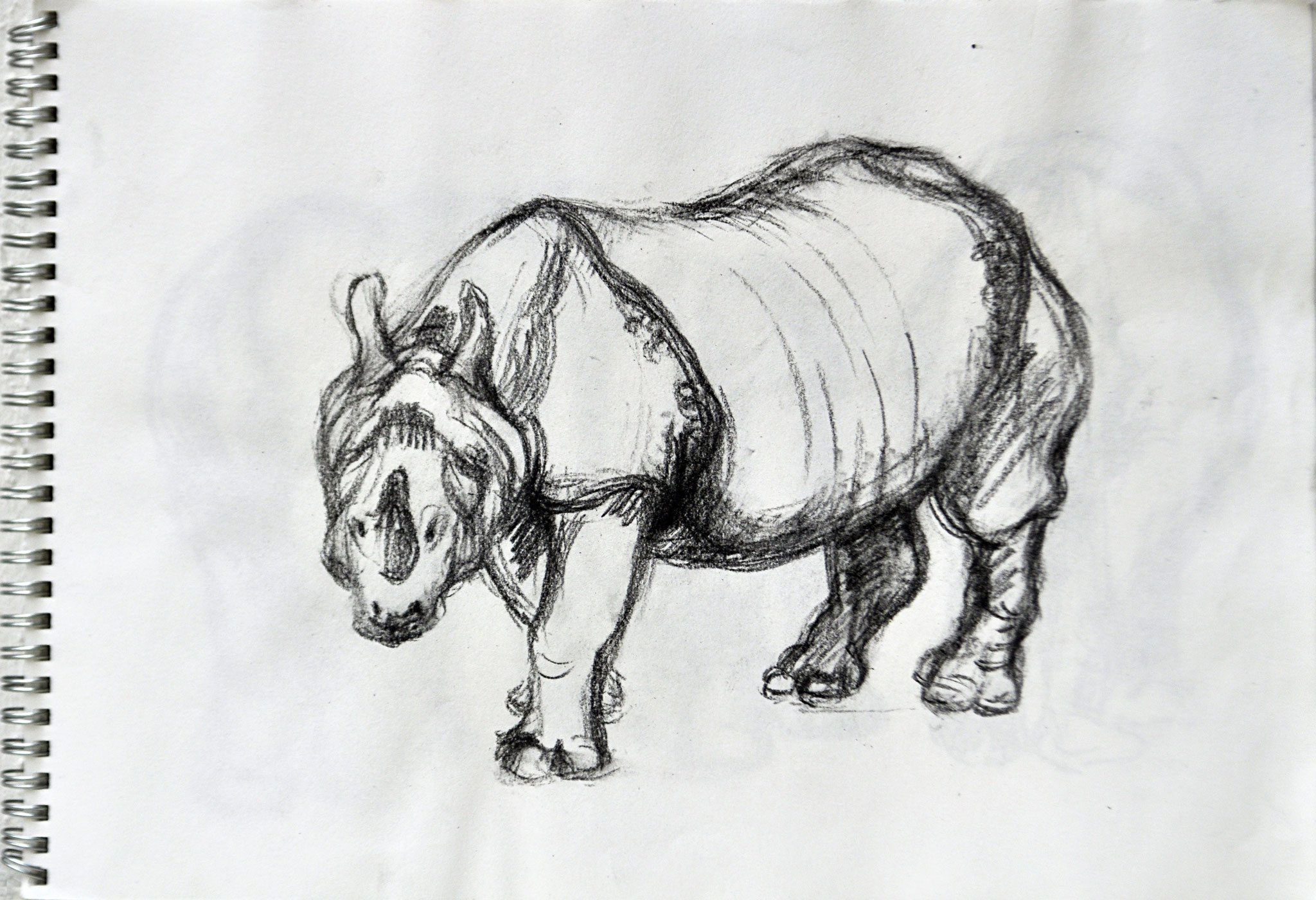 Nashorn. Tiergarten Schönbrunn. Skizze. Kohlezeichnung auf Papier, 2009. Format: 34 x 24 cm