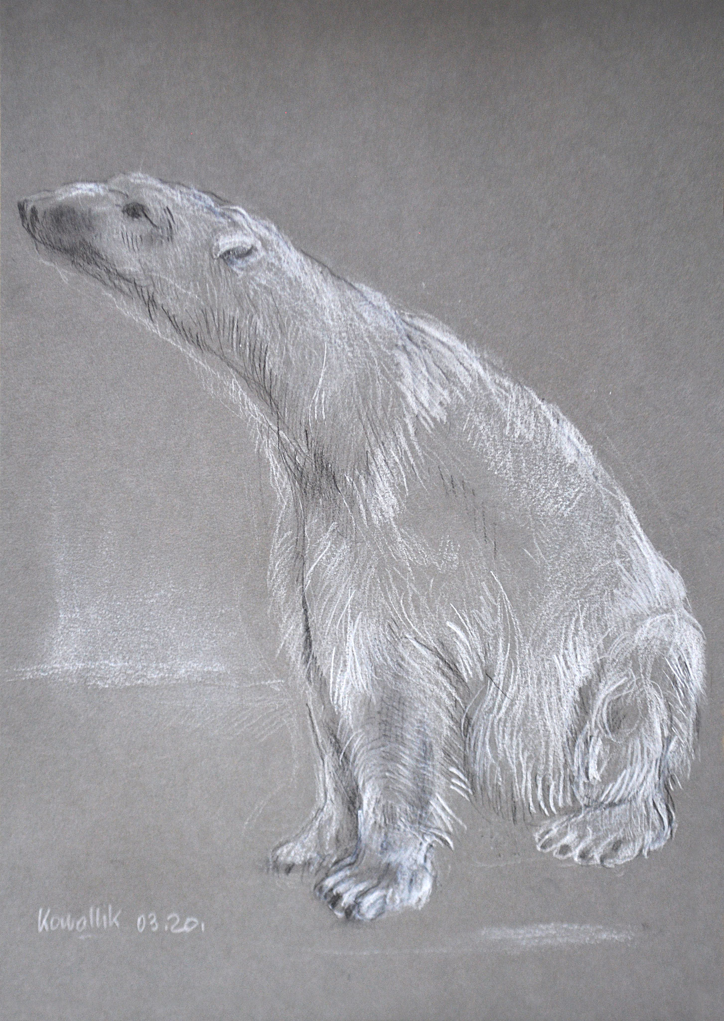 Eisbär. Kohle mit Weißhöhung auf getöntem Papier, 2020. Format: 21 x 29,7 cm