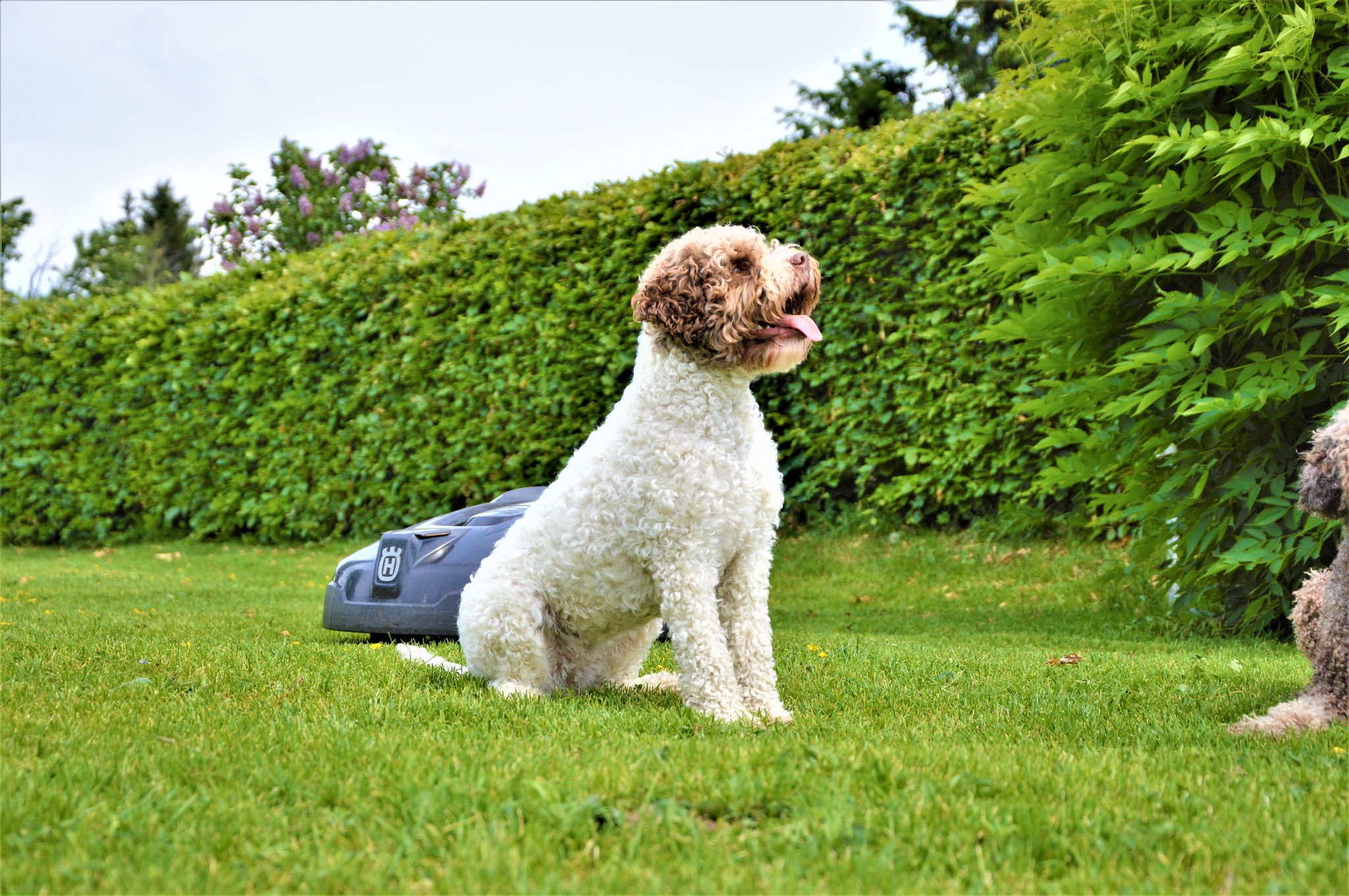 37+ großartig Bild Lagotto Sucht Neues Zuhause / Lagotto Romagnolo