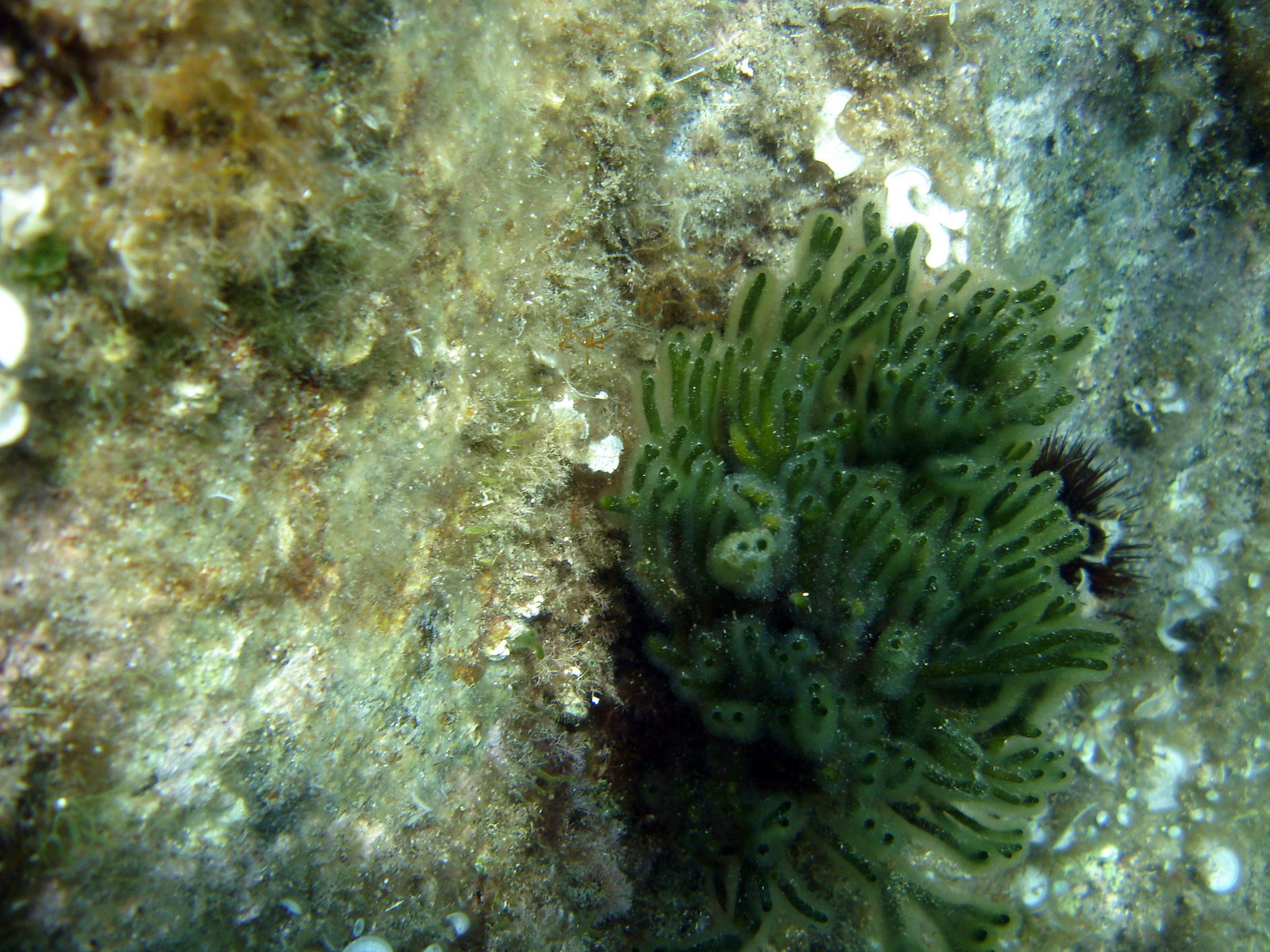 Codium vermilara