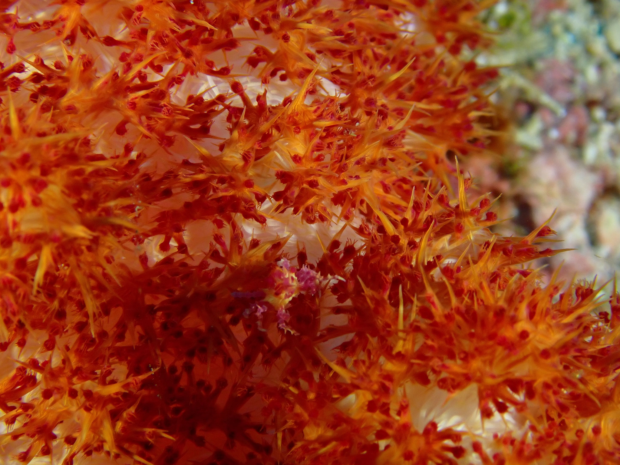 Crabe des alcyonaires Hoplophrys oatesii