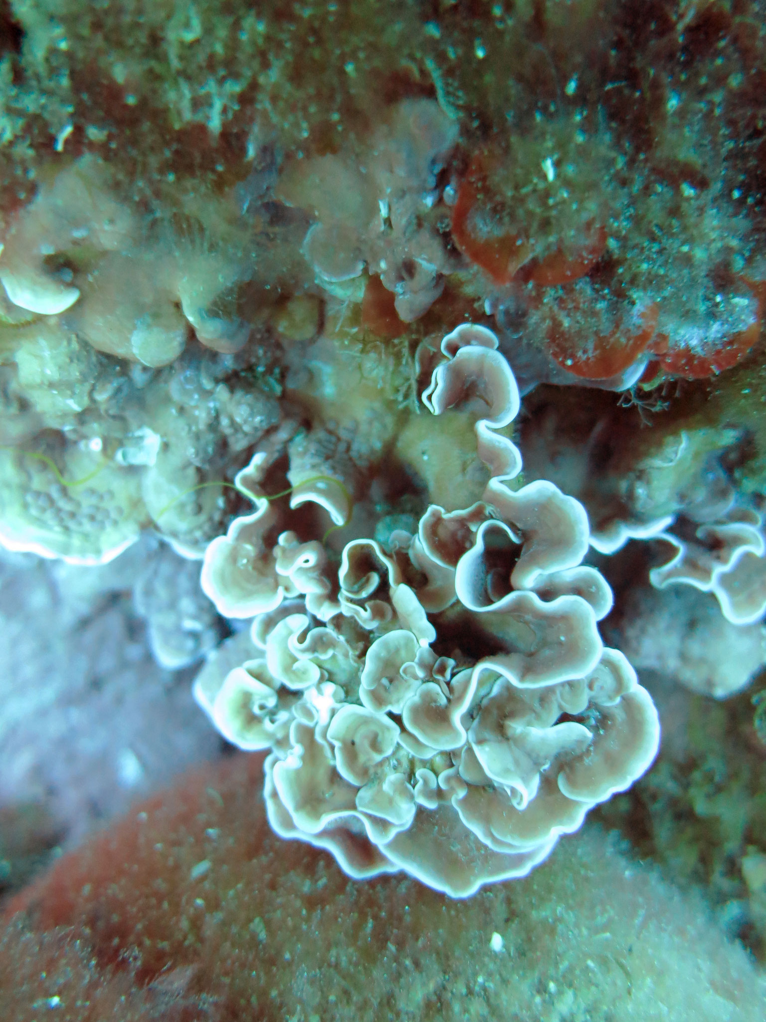 Feuille de pierre encorbellée Lithophyllum stictiforme