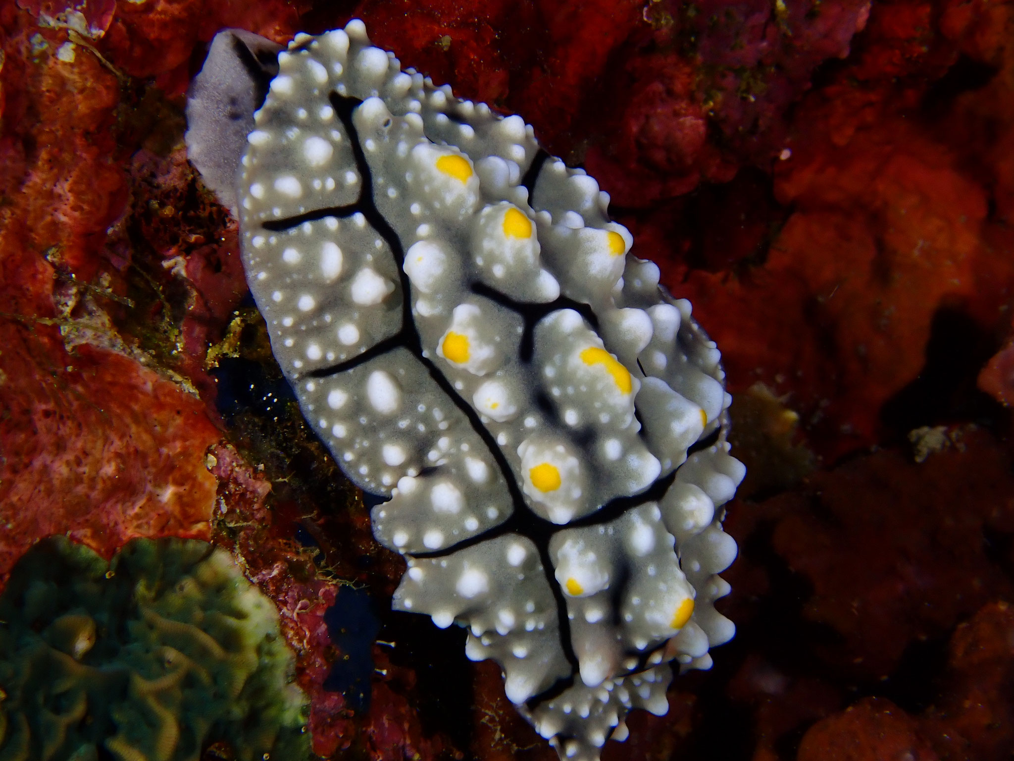 Phyllidie élégante Phyllidia elegans