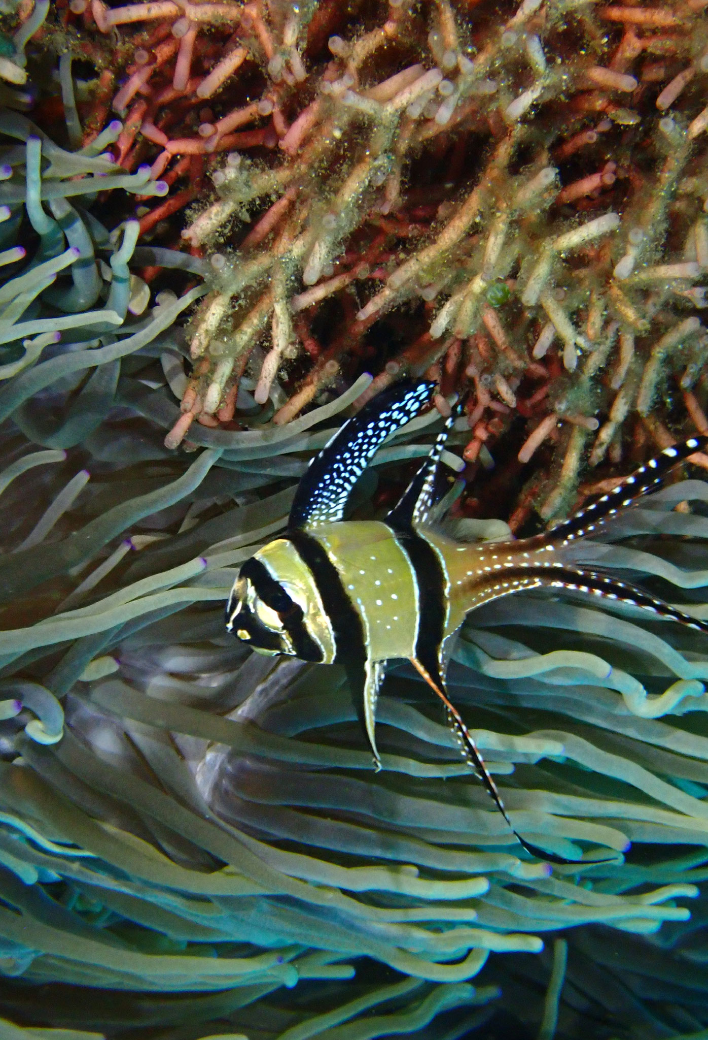 Apogon de Banggai Pterapogon kauderni 