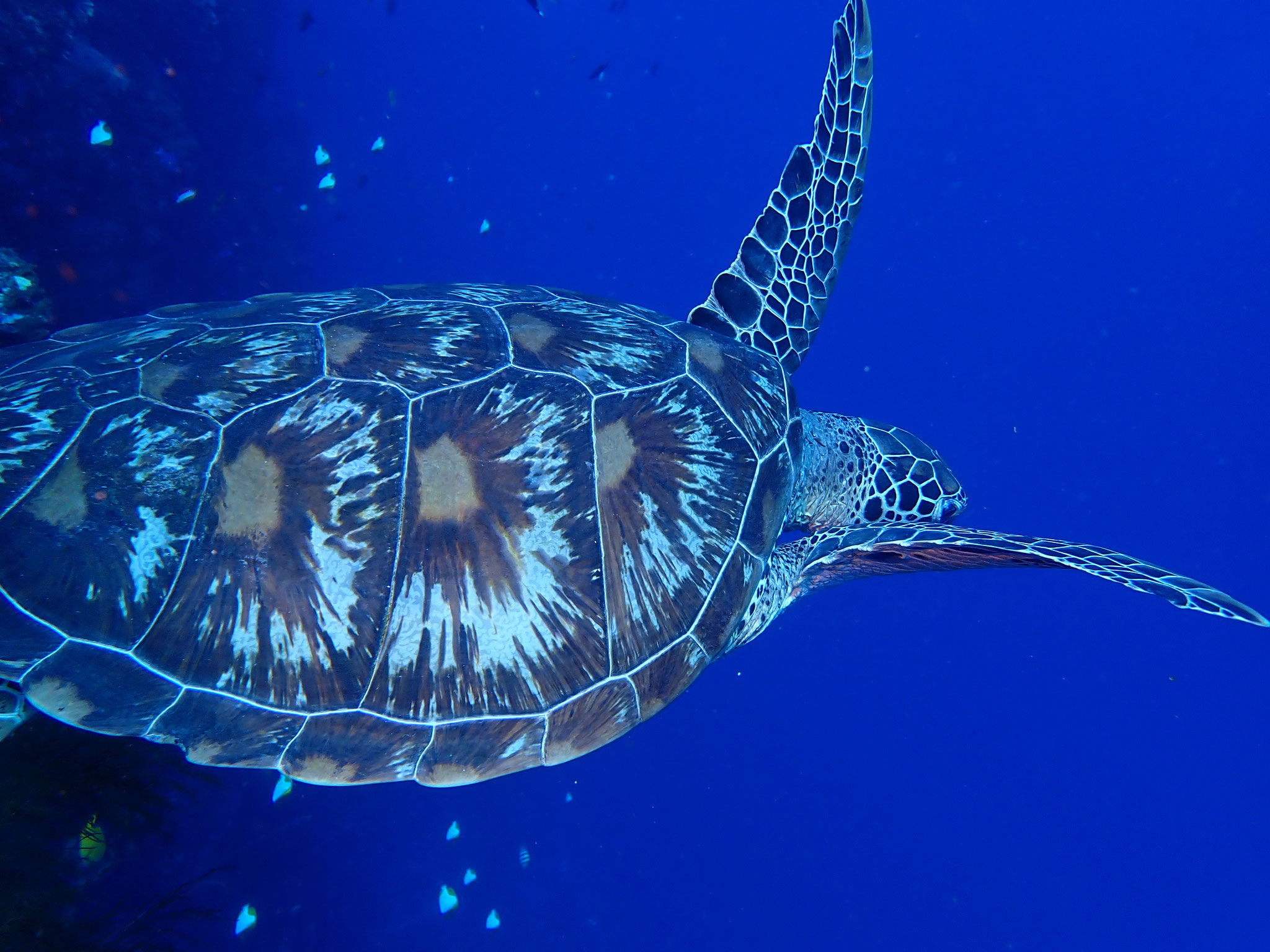 Tortue verte Chelonia mydas