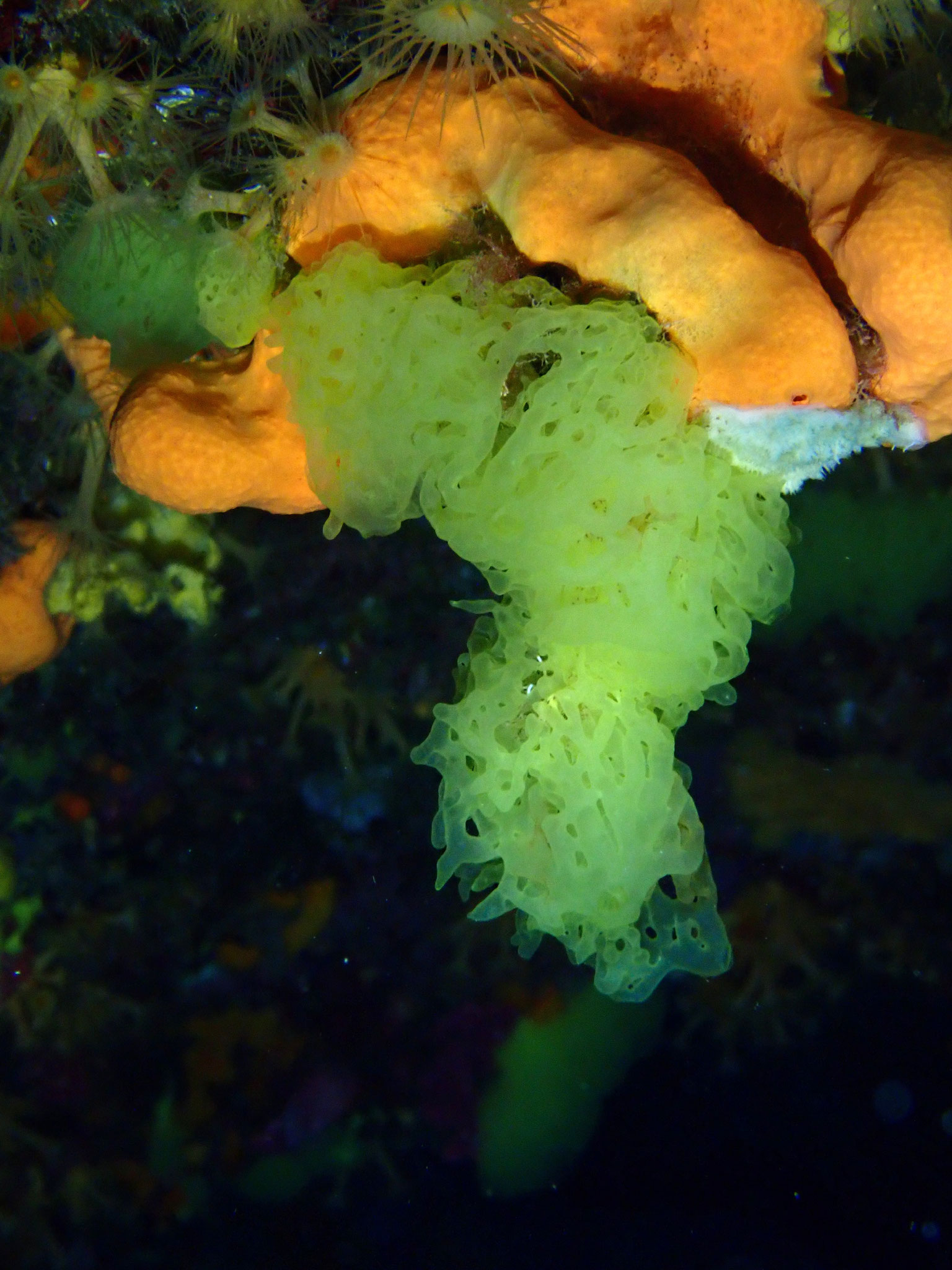 Clathrine jaune Clathrina clathrus
