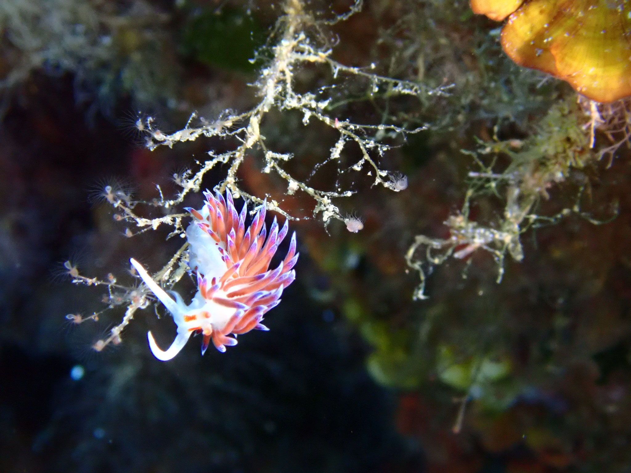 Hervia Cratena peregrina, Incantu