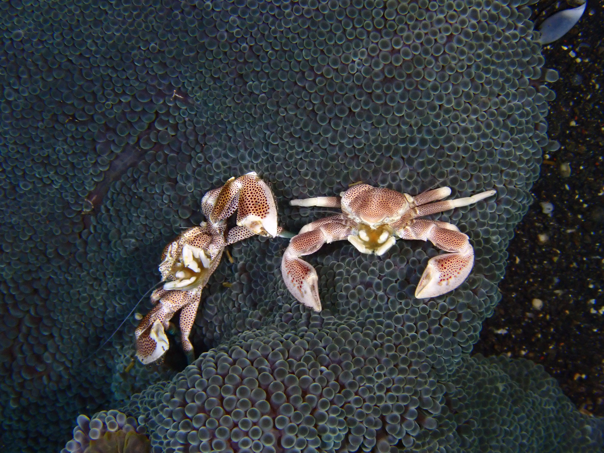 Crabe-porcelaine Neopetrolisthes maculatus
