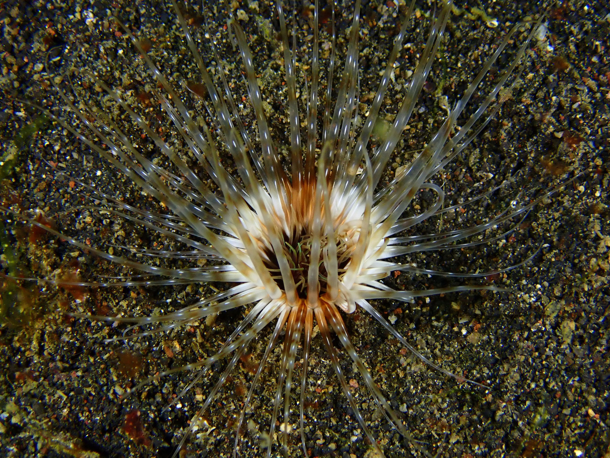 Grand cérianthe