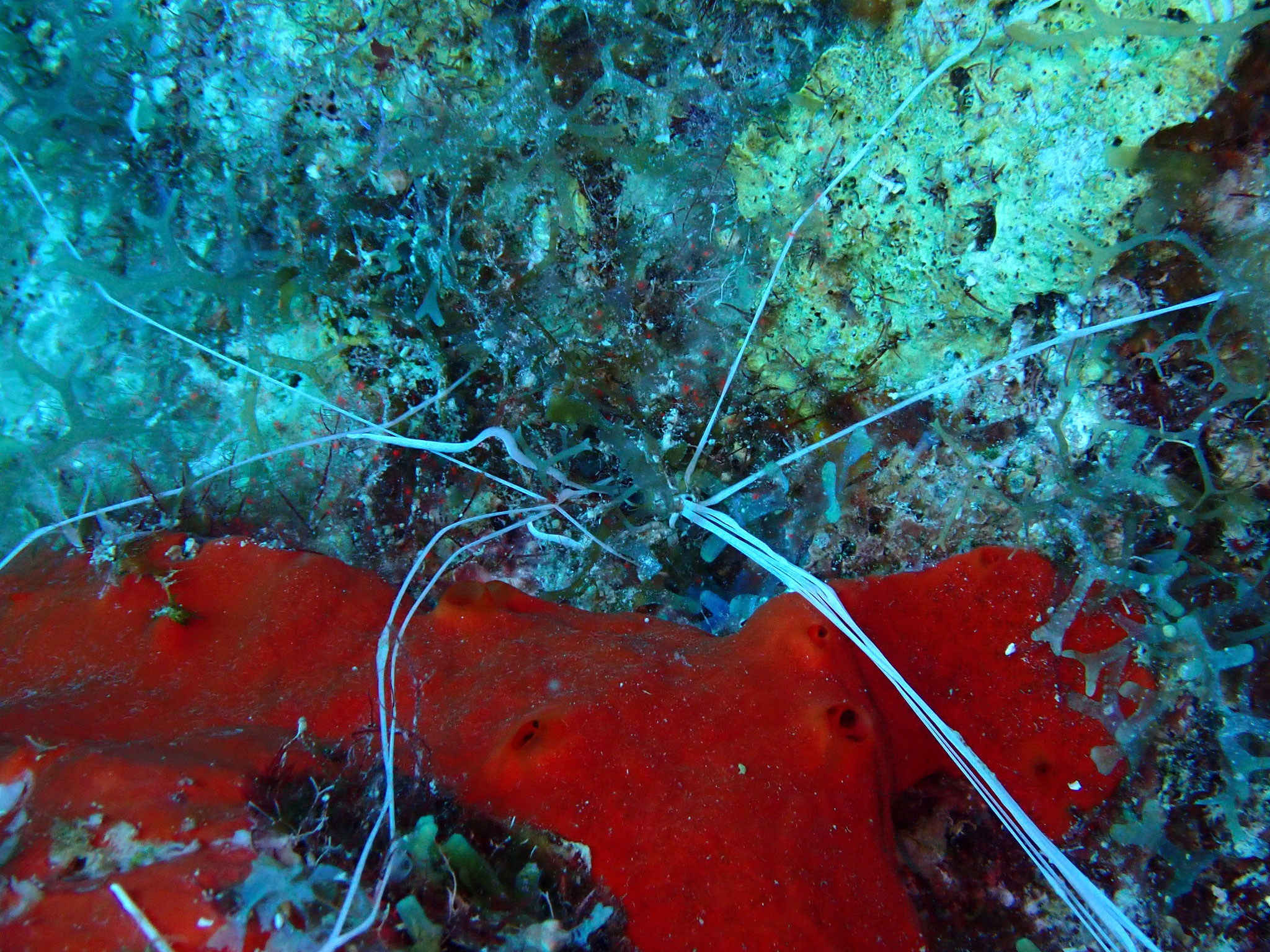 Ver spaghetti des Caraïbes Eupolymnia crassicornis