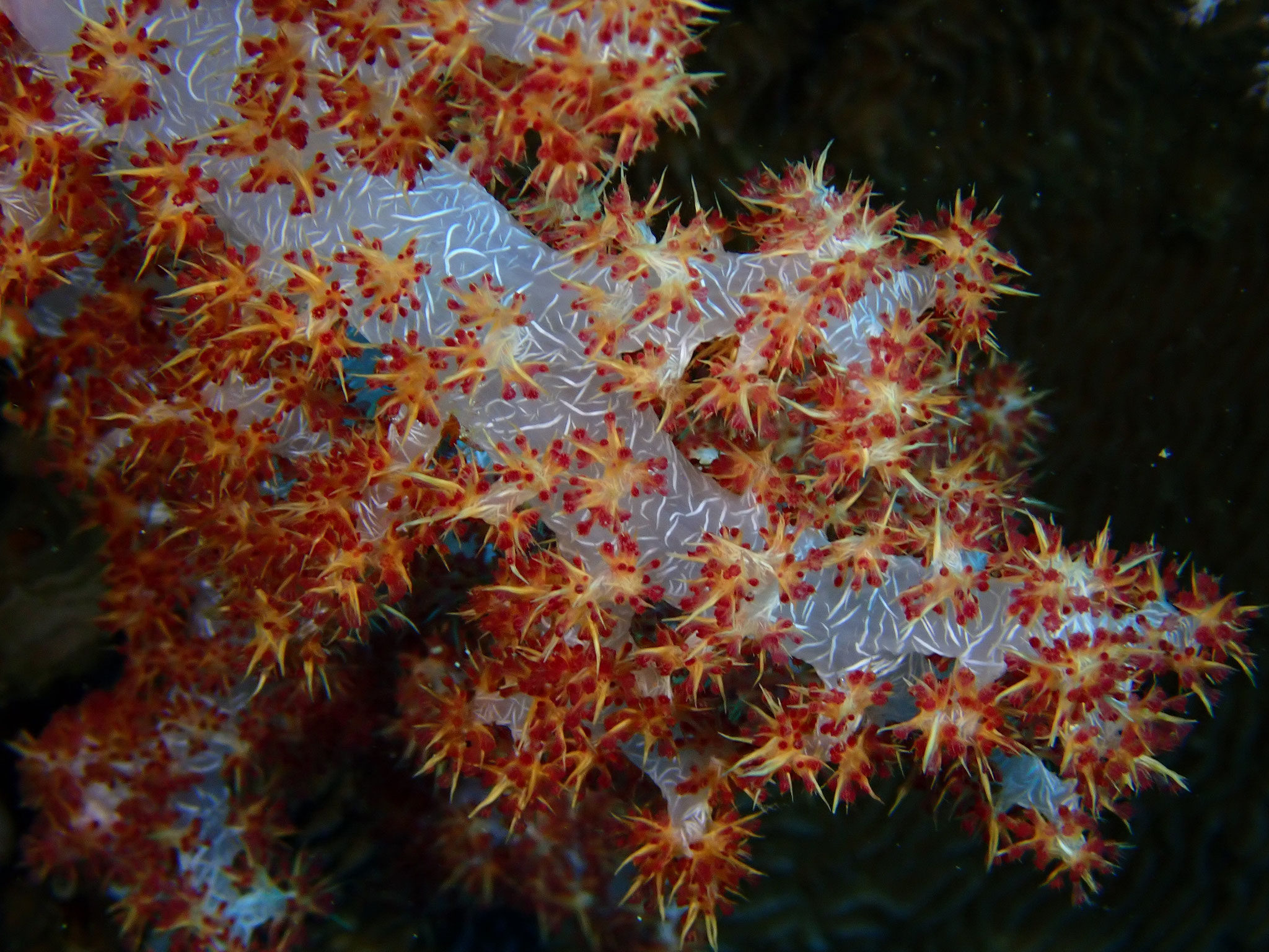 Alcyon