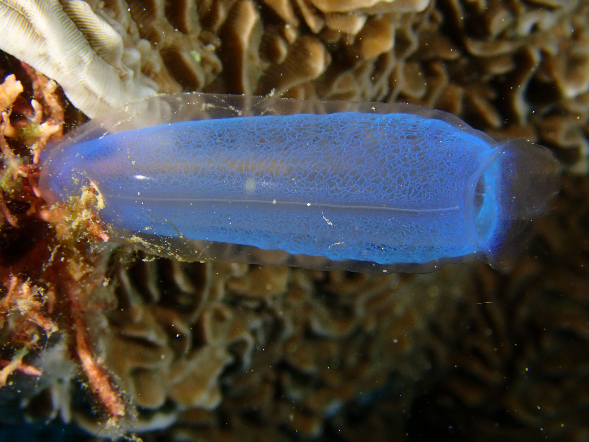 Ascidie bleu Rhopalaea crassa