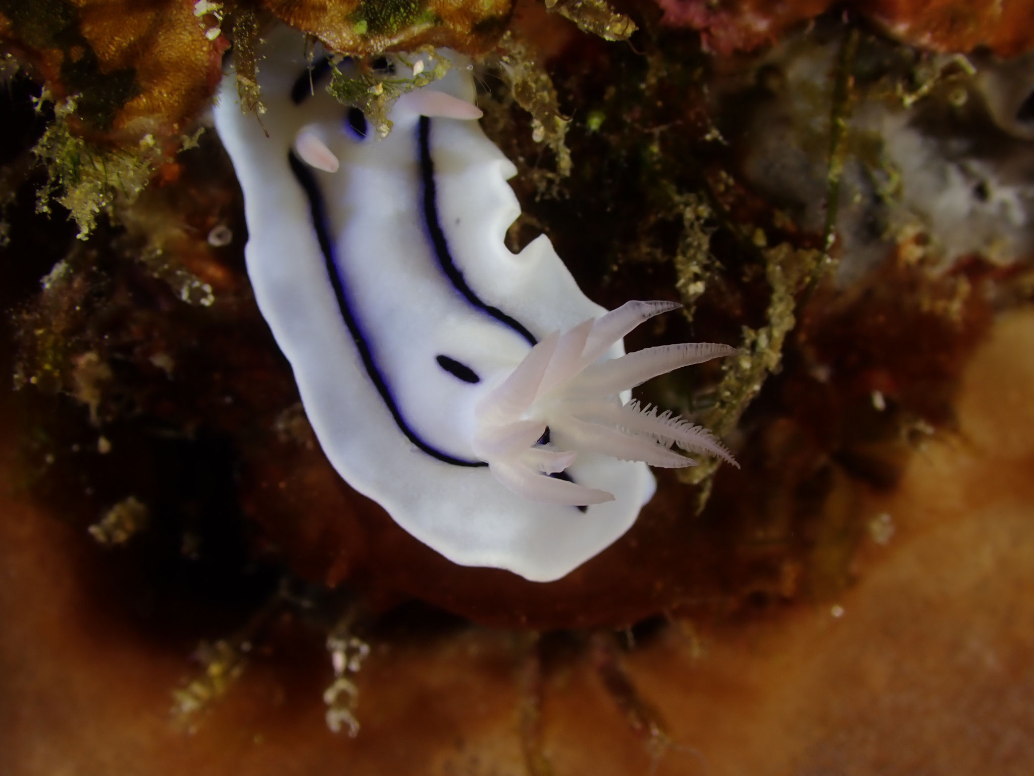 Chromodoris de loch Chromodoris lochi
