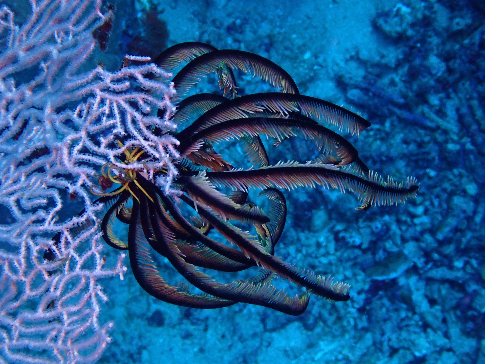Comatule bella Cenometra bella