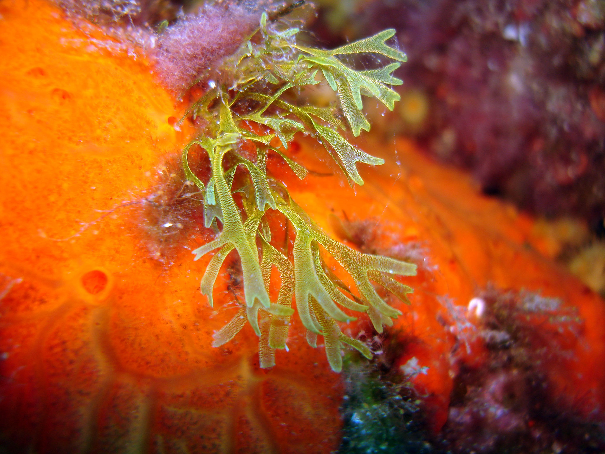 Dictyote Dictyota dichotoma 