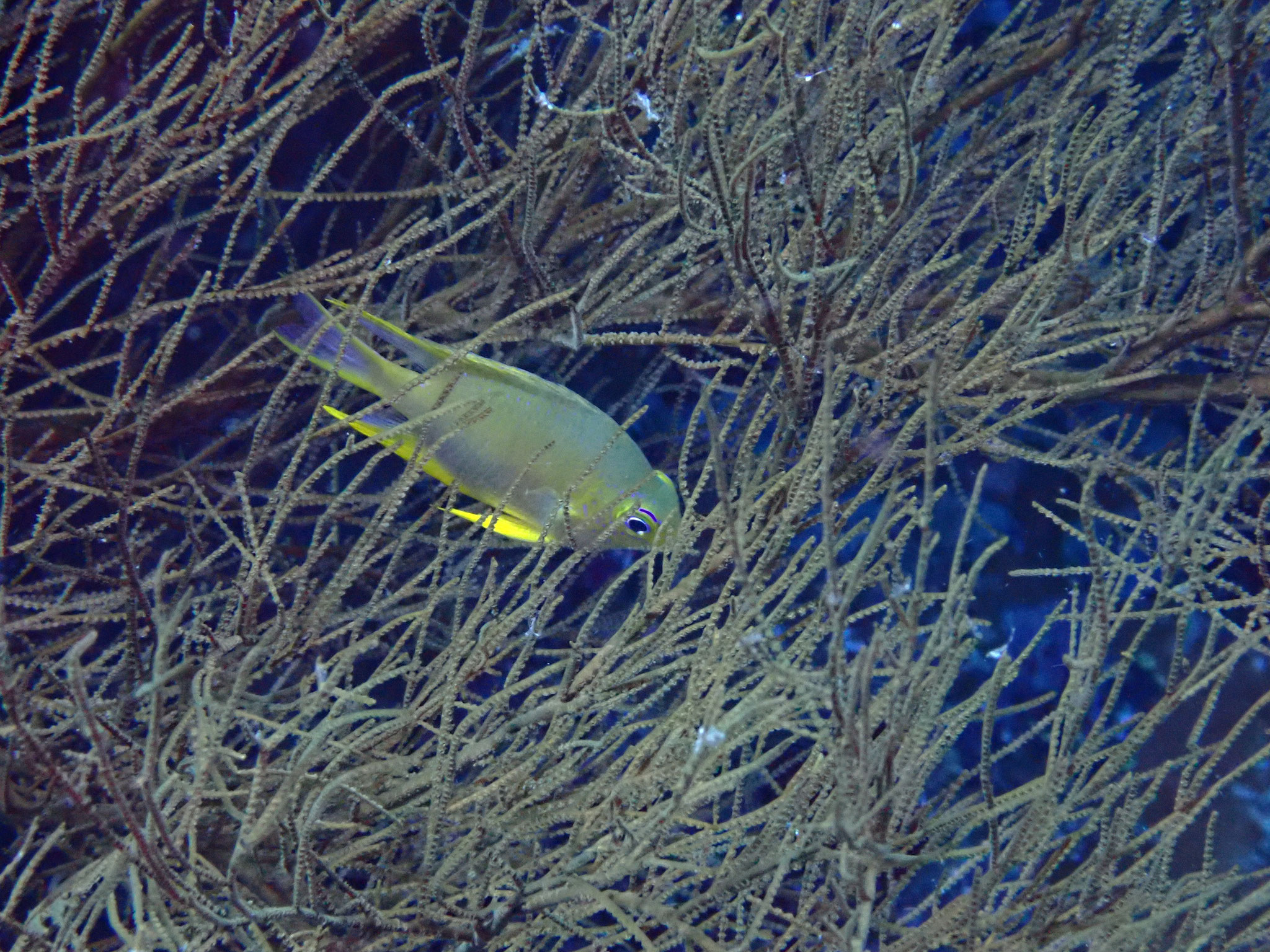 Demoiselle dorée Amblyglyphidodon aureus