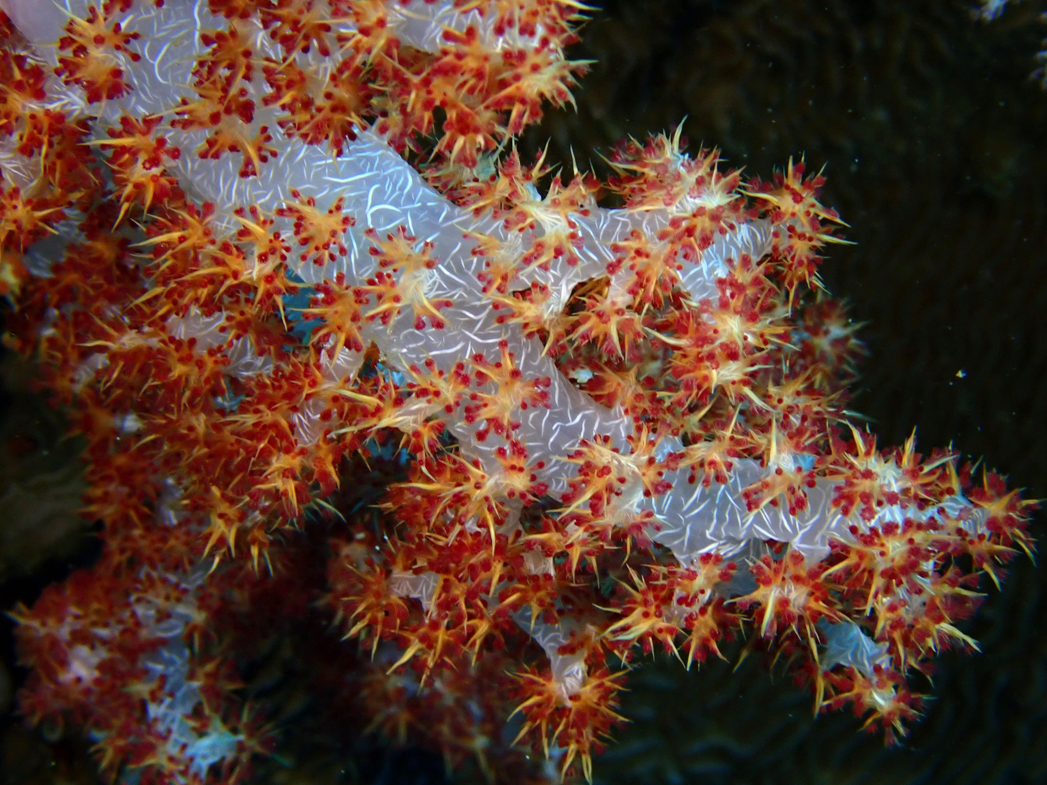 Alcyonaire épineux Dendronephthya sp.
