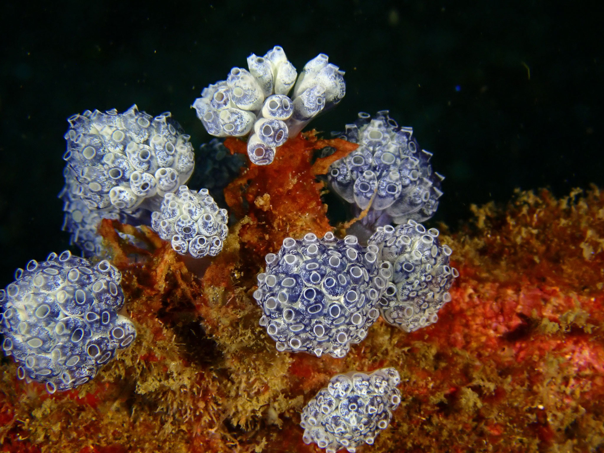 Ascidie pédonculée bleue Nephtheis fascicularis