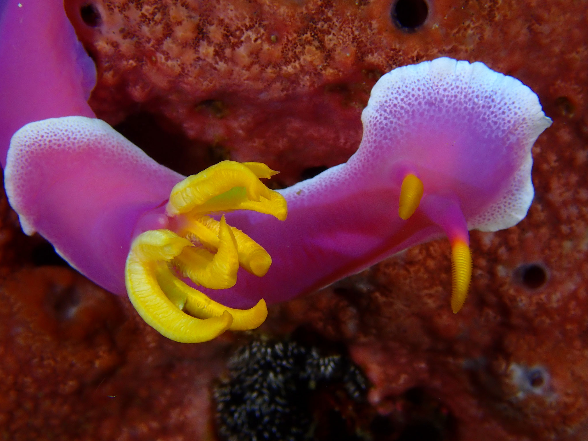 Doris ourlé Hypselodoris apolegma