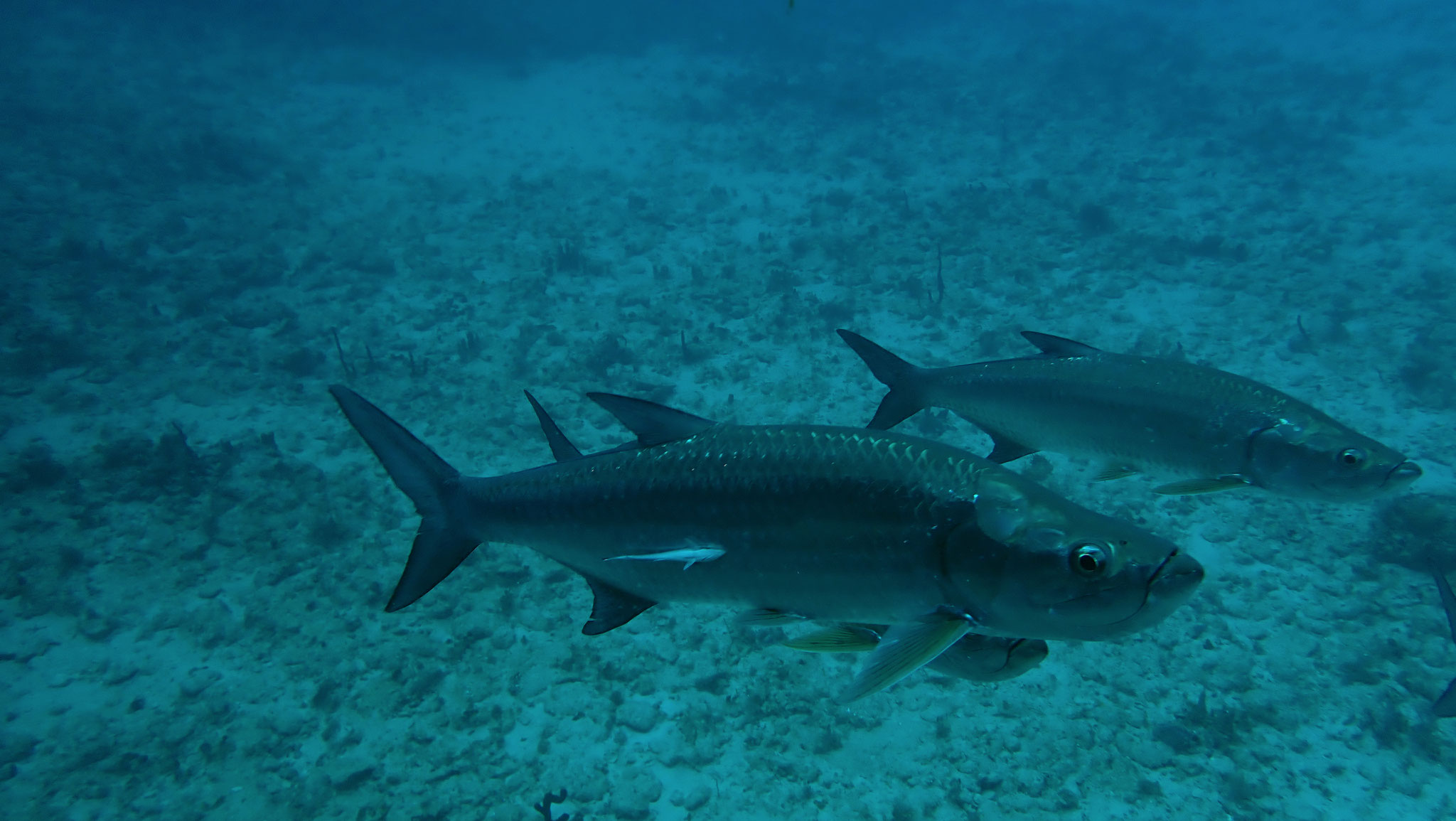 Tarpon Megalops atlanticus