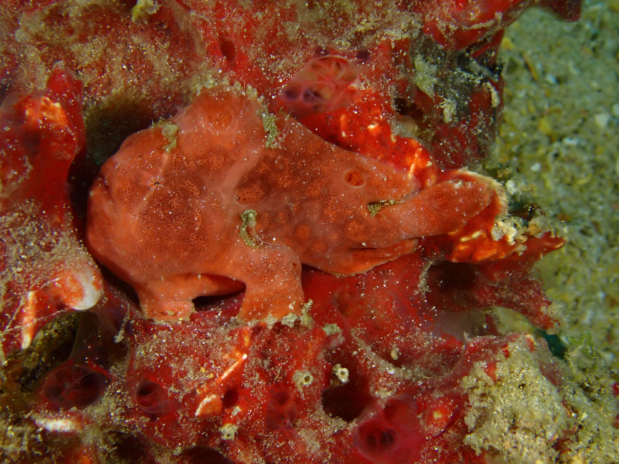 Antennaire peint Antennarius pictus