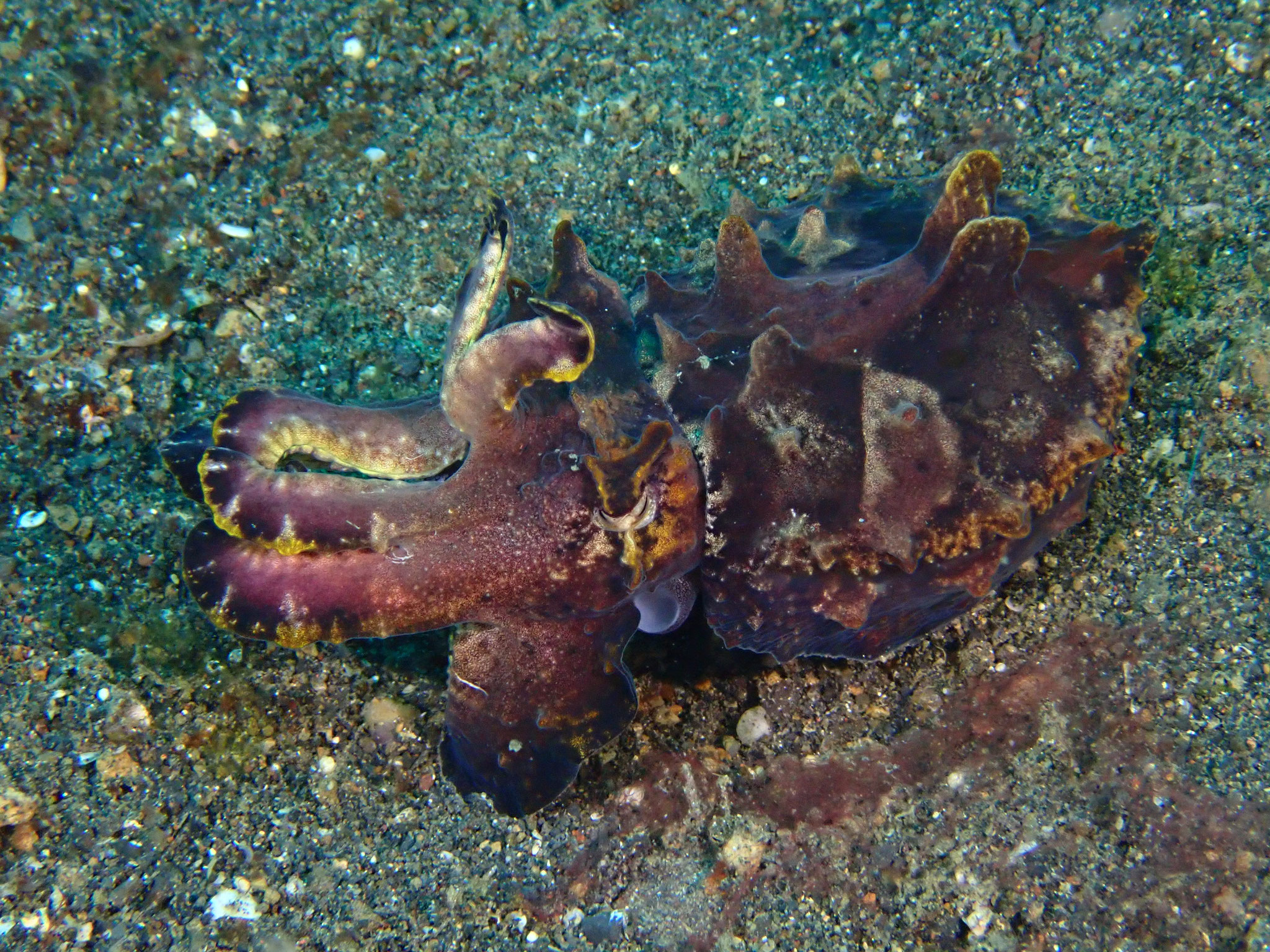 Seiche flamboyante Metasepia pfefferi 