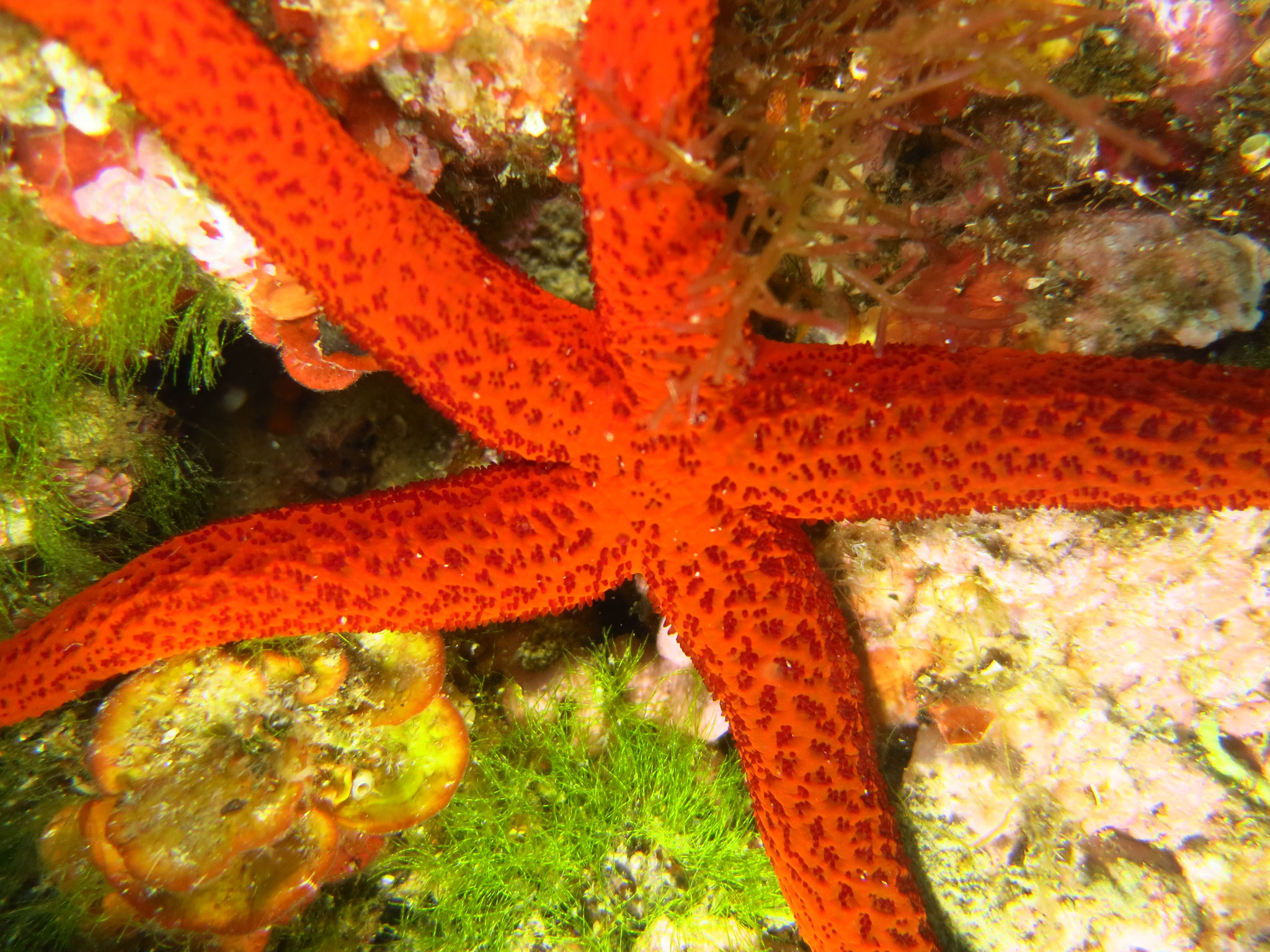 étoile de mer rouge face aborale