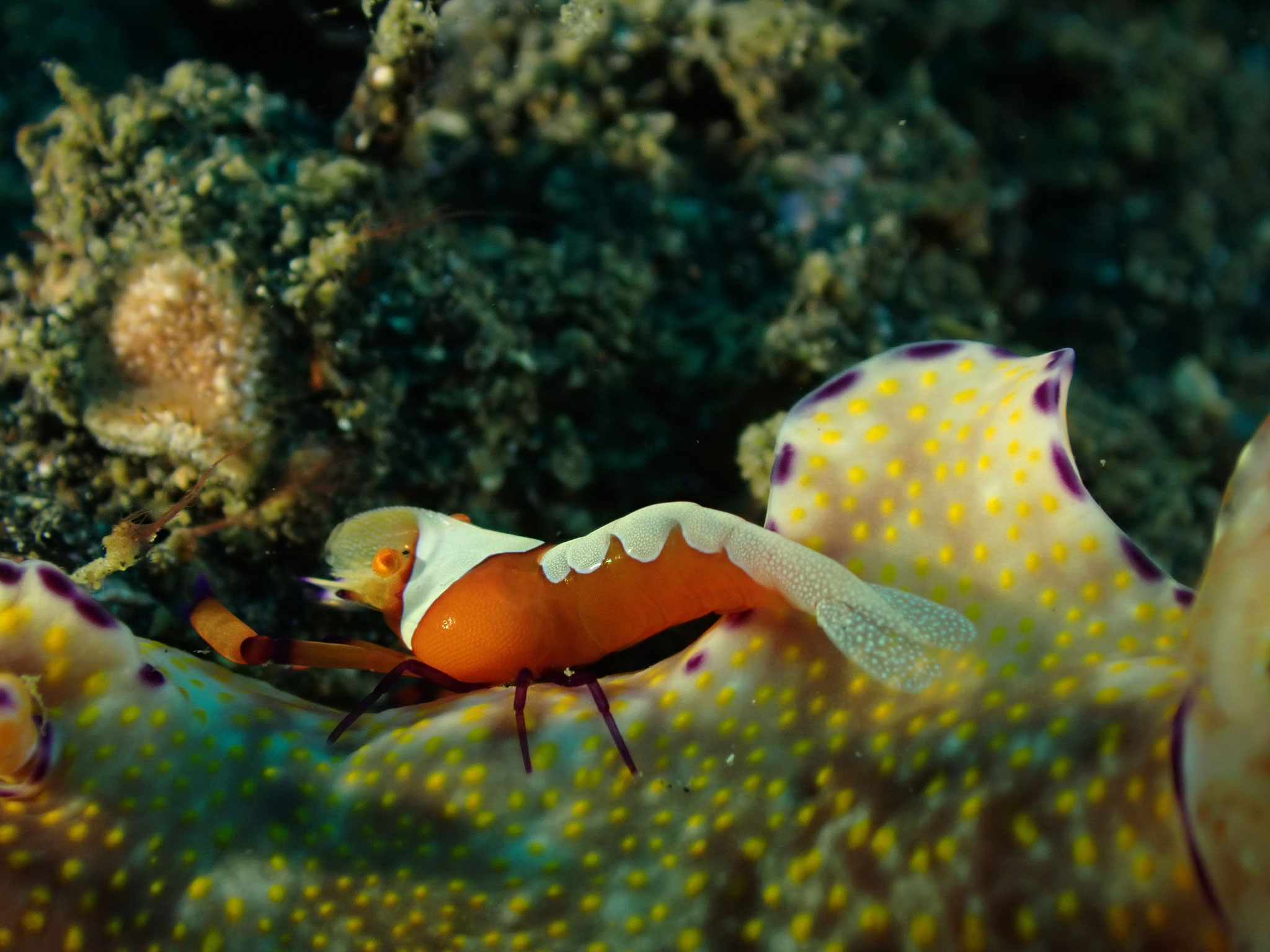 Crevette nettoyeuse impériale Zenopontonia 