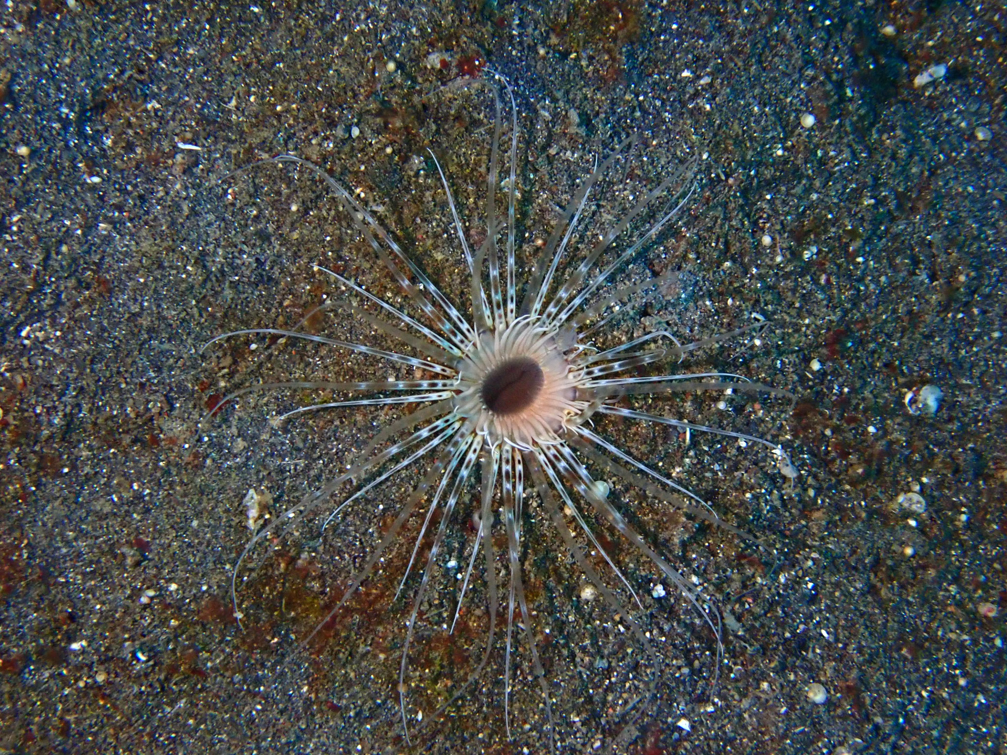 Anémone sp.