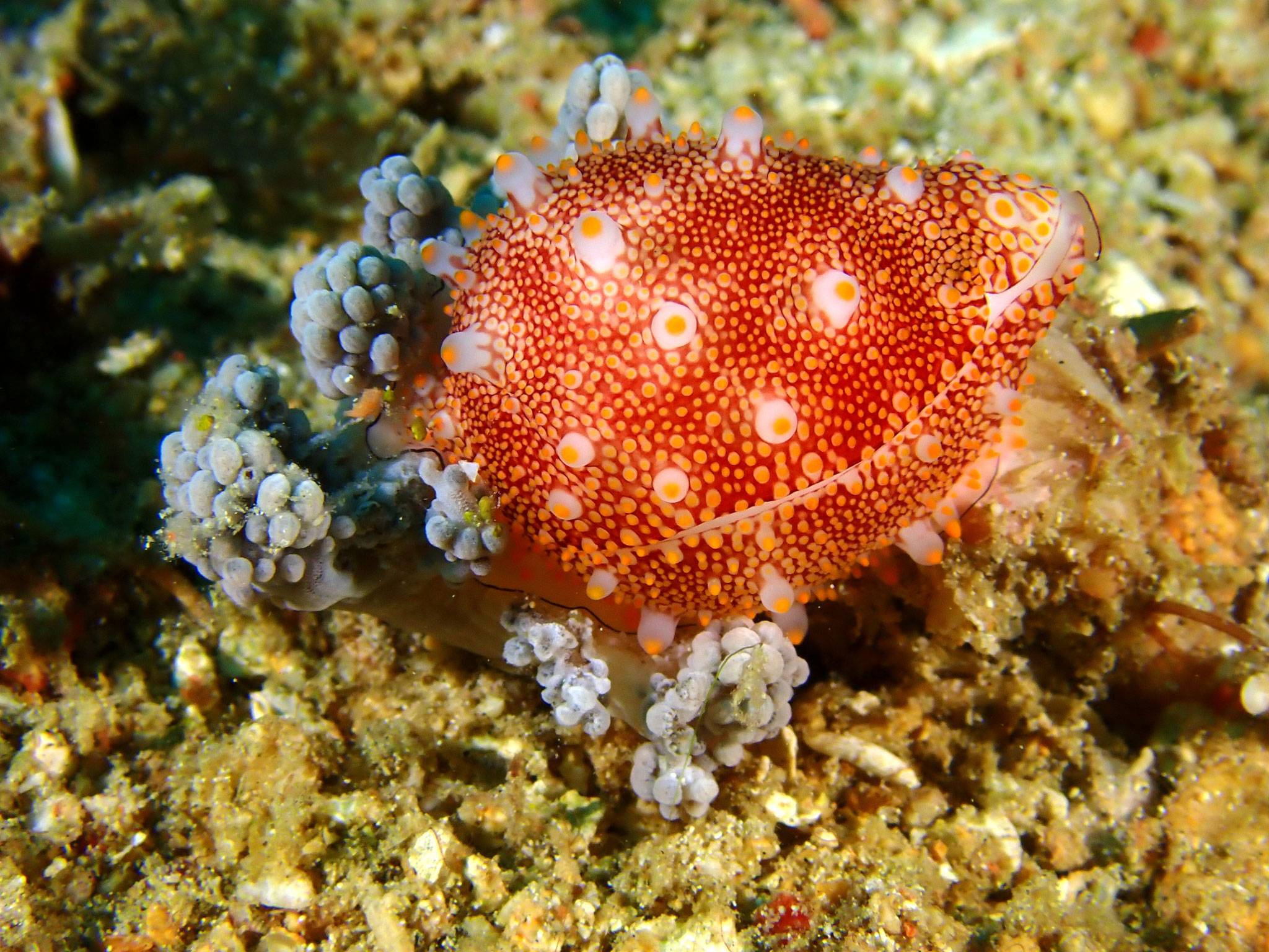 Ovula costellata