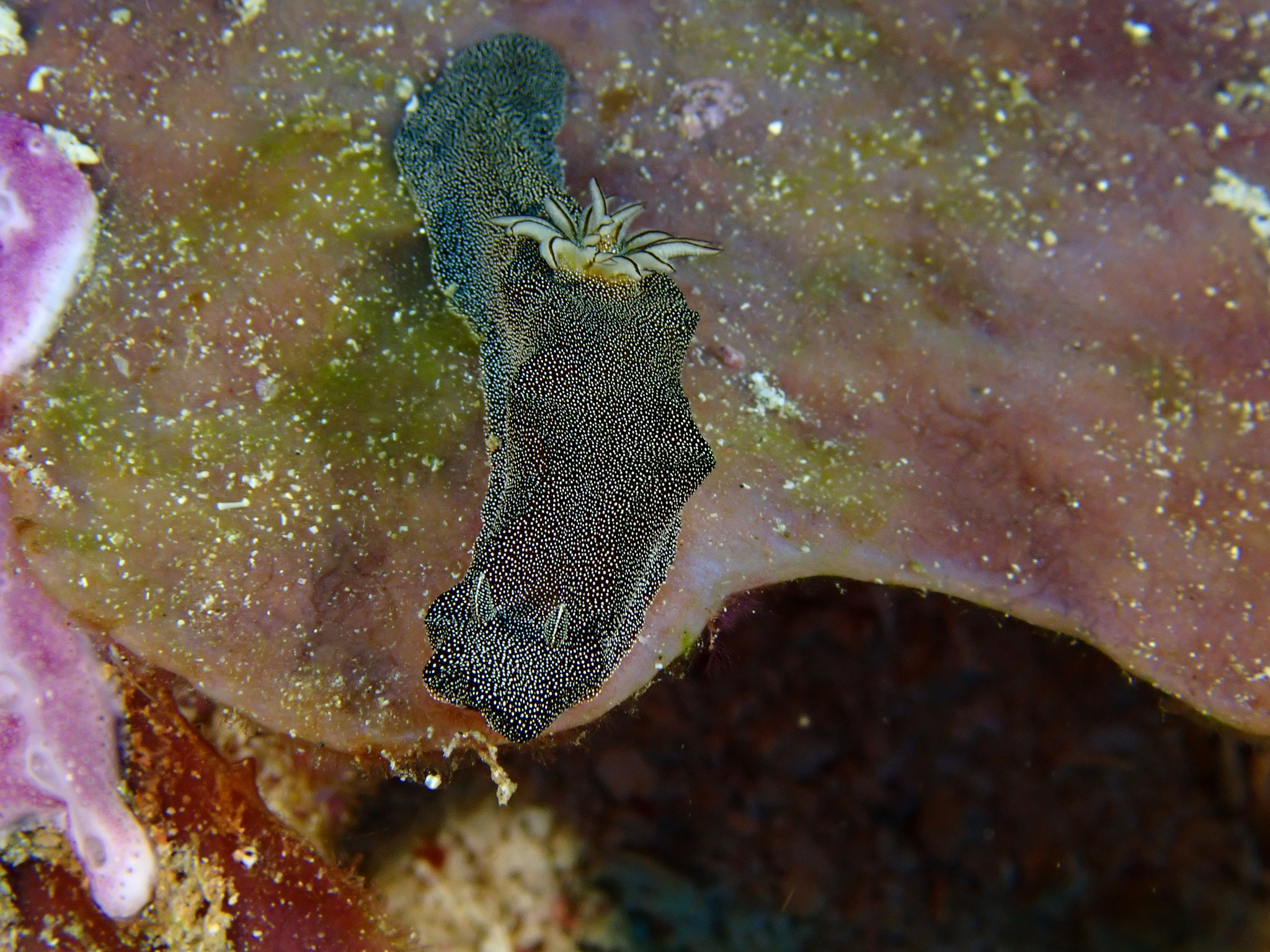 Doriprismatica stellata