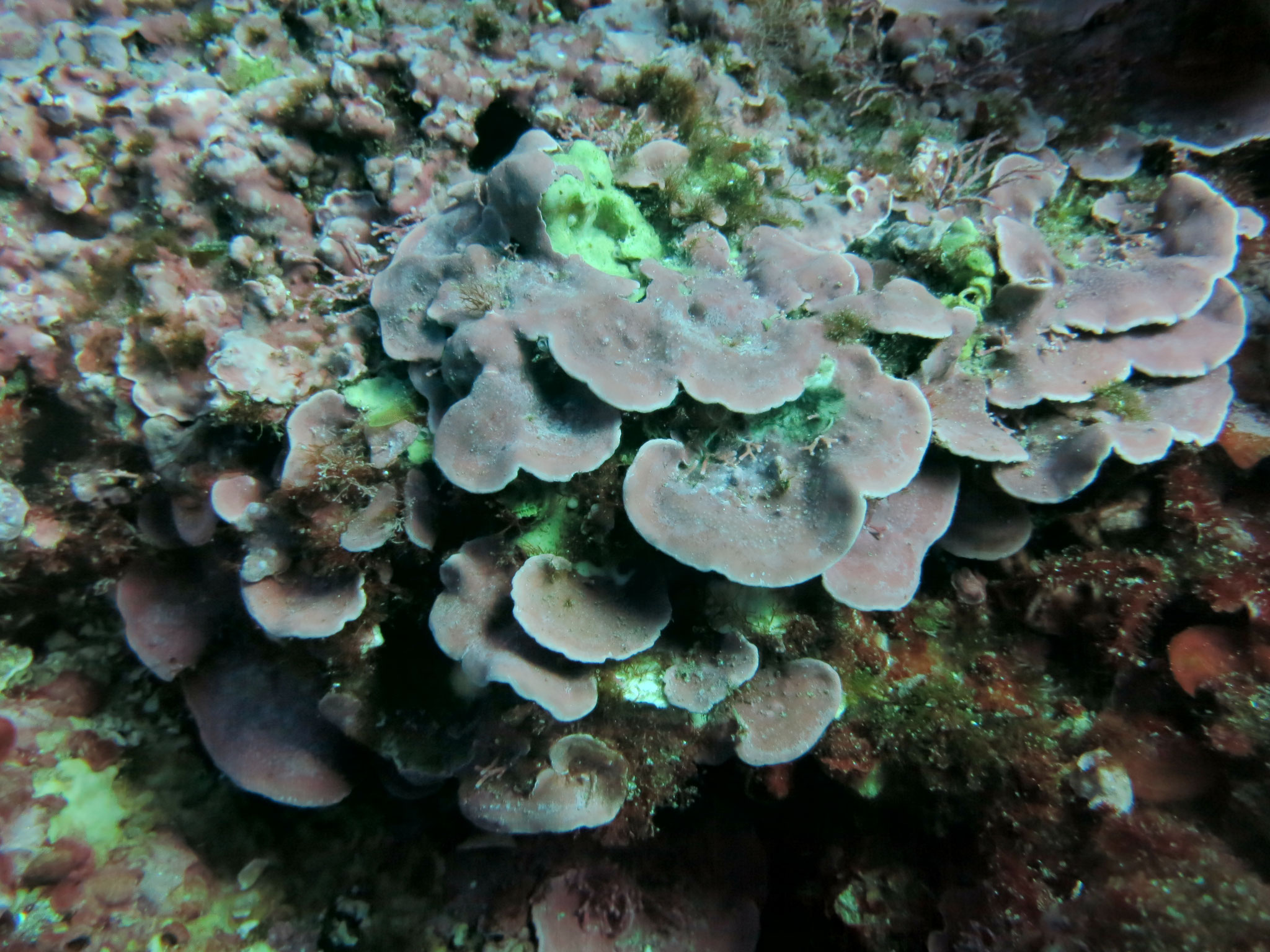 Feuille de pierre encorbellée Lithophyllum stictiforme