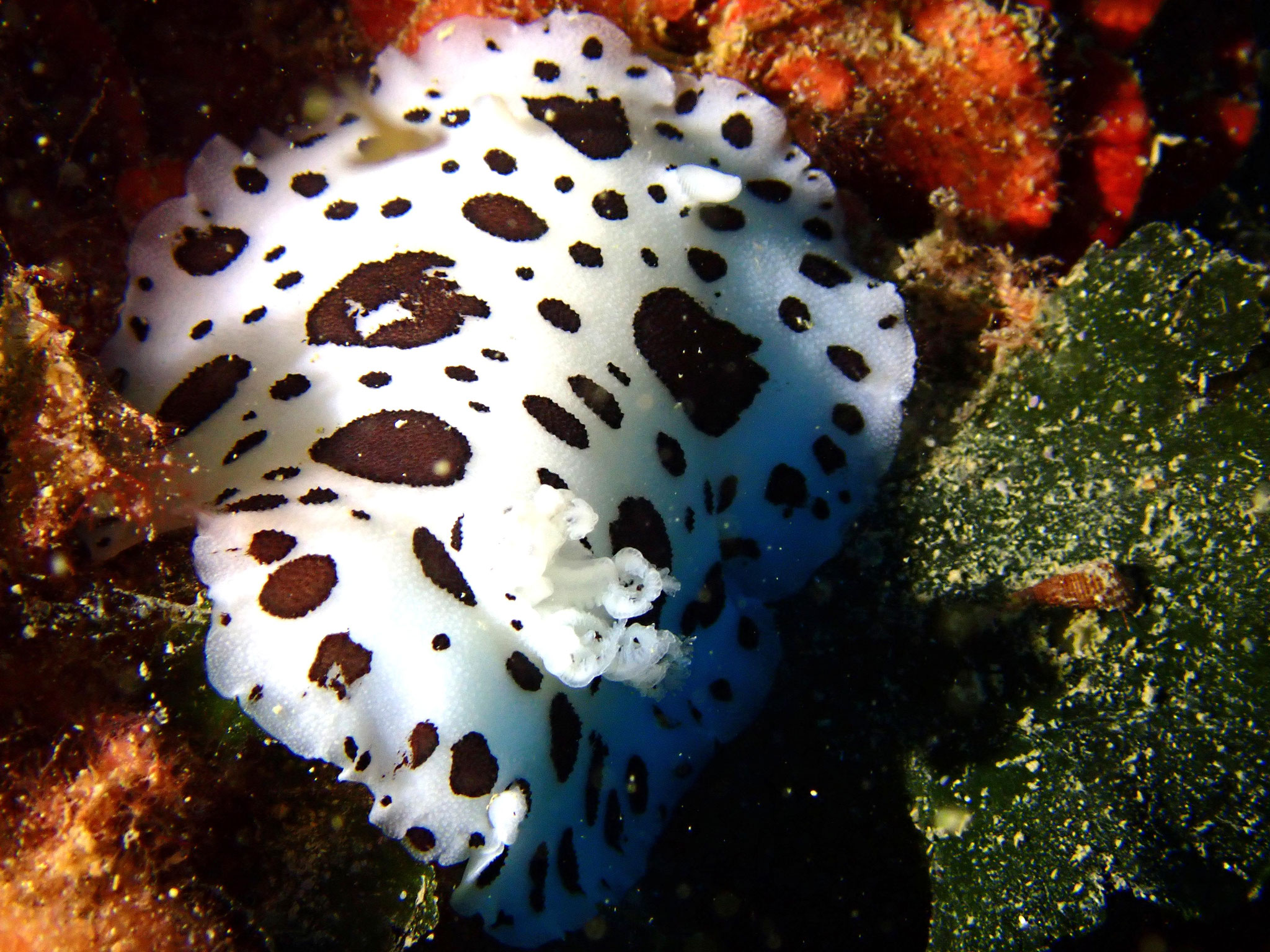 Doris dalmatienne Peltodoris atromaculata