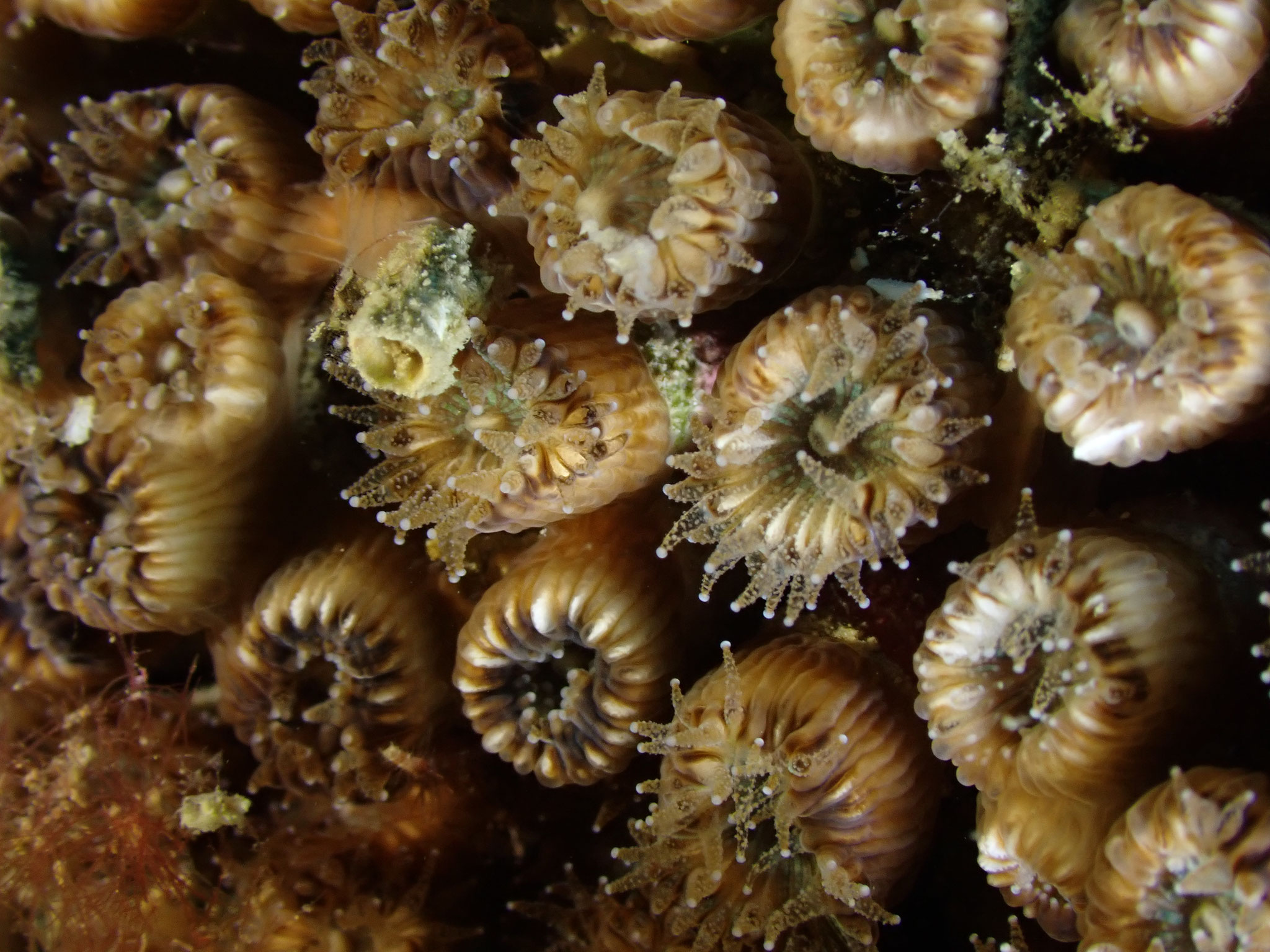 Cladocore en touffe Cladocora caespitosa