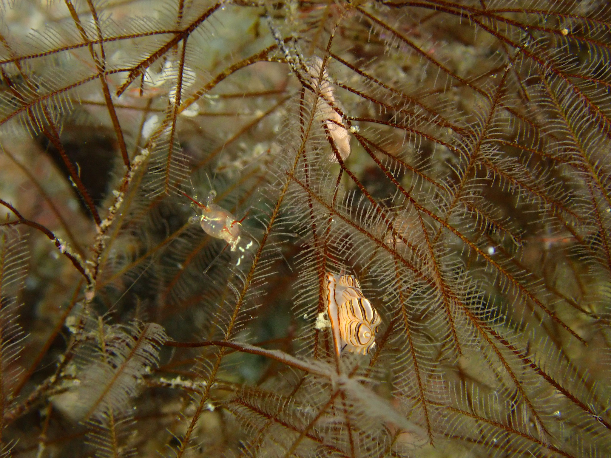 Doto greenamyeri sp
